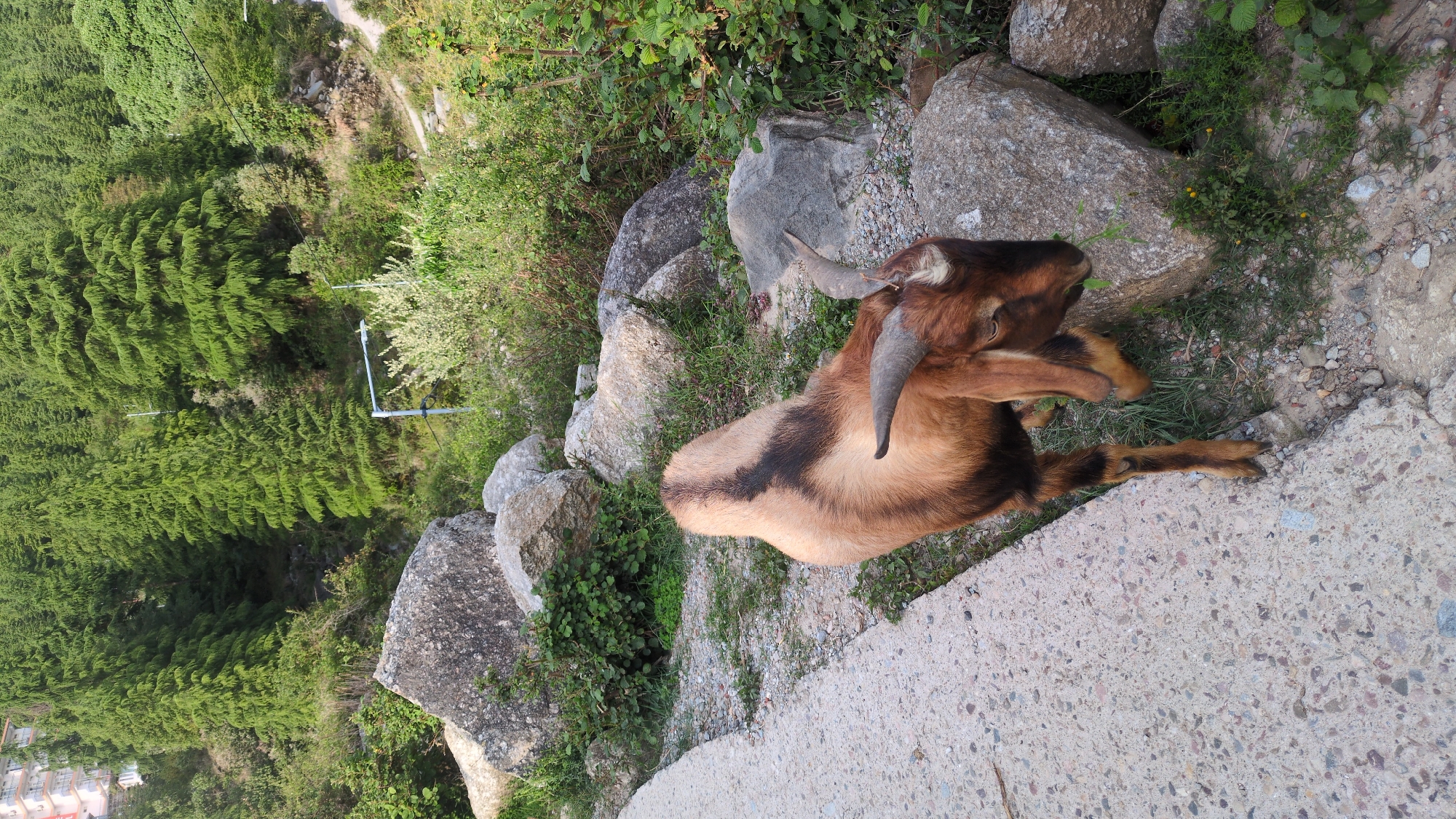 The image features a brown goat with distinct black markings on its body and legs, and prominent horns, resting on a rocky, grassy slope next to a concrete path. The goat is lying down, appearing calm and relaxed with its legs tucked under its body.
The setting is an outdoor, natural environment, characterized by large grey boulders scattered across the terrain and lush green vegetation. Dense forests of coniferous or cypress-like trees cover the background, indicating a hilly or mountainous landscape. Green bushes and grass grow between the rocks and along the edge of the concrete path, which appears to be a road or walkway.
In the mid-ground, amidst the trees, some man-made structures resemble utility poles or supports. Further in the distance, partially visible in one of the crop hints, are some buildings or houses, suggesting human habitation nearby. The lighting indicates it is daytime, with bright natural light illuminating the scene, implying clear weather. There is no visible text in the image. The scene captures a peaceful moment in what is identified as Haini, India.