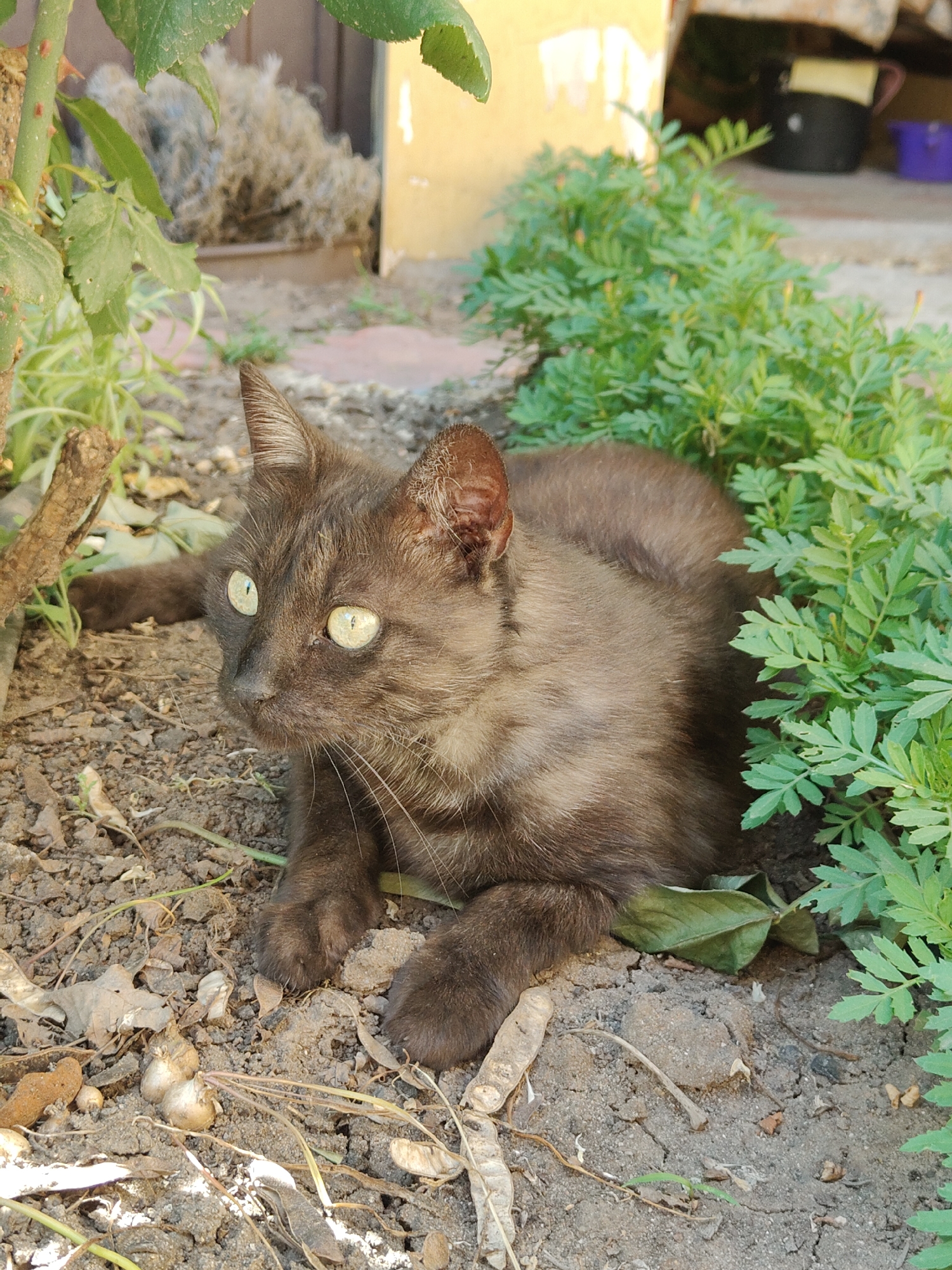 A domestic cat with brown fur and green eyes is lying on the ground amidst foliage and dry leaves. The cat's left paw is extended forward, and its body is partially obscured by green plants on the right. The background shows a yellow wall and some blurry objects, including a black container and a purple bucket. The scene appears to be in an outdoor urban setting, possibly a backyard or a less manicured area of a city park within Mykolaiv, Ukraine.