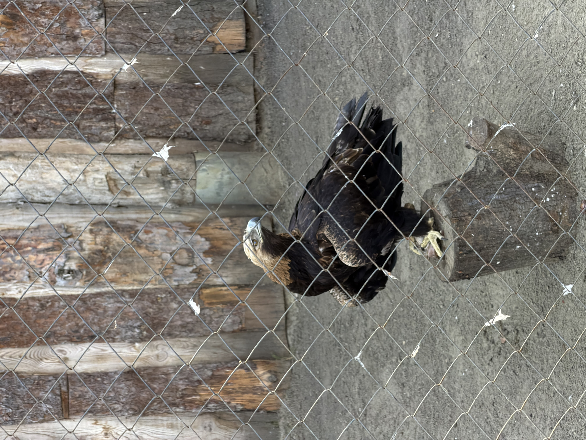 The image, taken in Penza, Russia, depicts a golden eagle perched on a tree stump behind a wire fence. The eagle is primarily dark brown with lighter golden feathers around its neck and head. The background consists of a log cabin structure. The ground is dirt. The presence of the fence suggests the eagle is in captivity, possibly at a zoo or wildlife rehabilitation center.