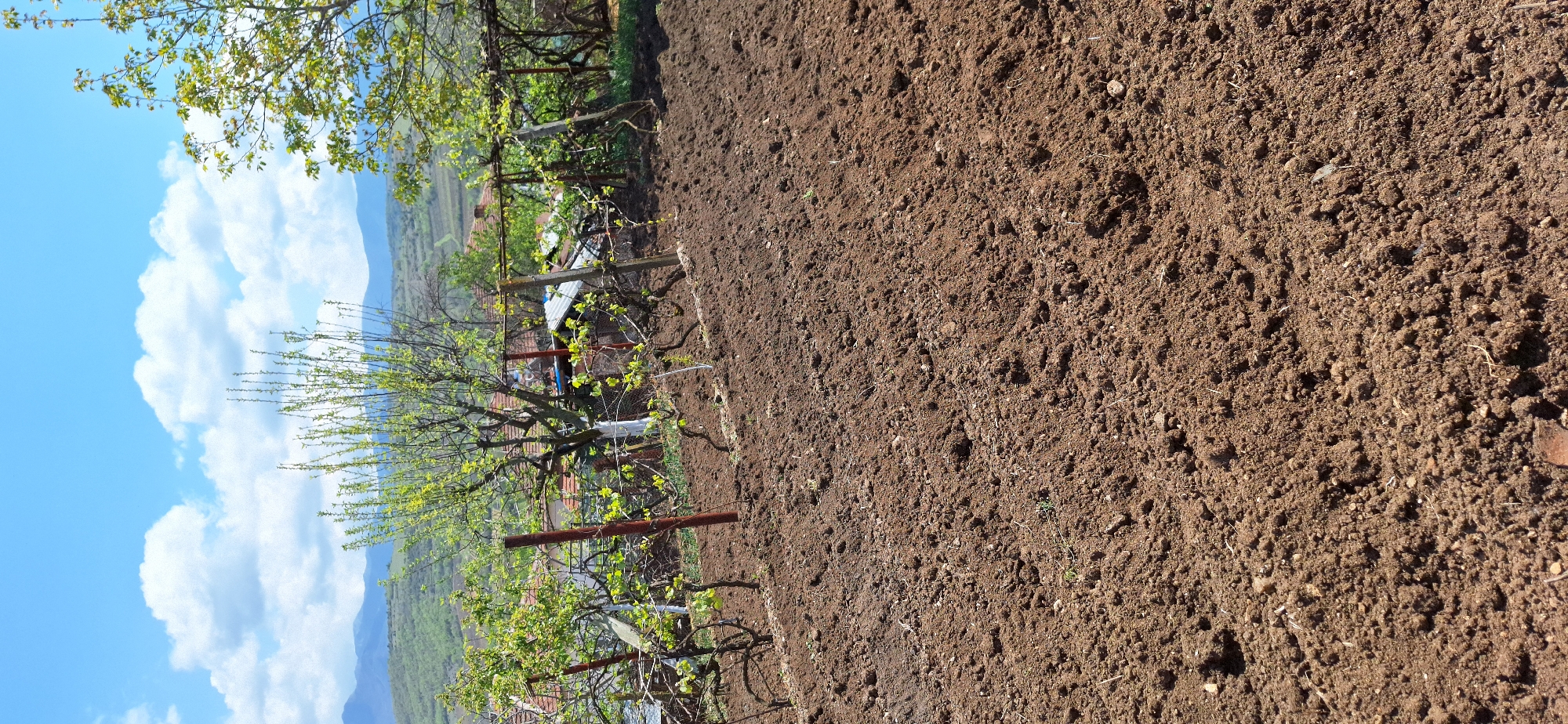 The image shows a cultivated field in Katuntsi, Bulgaria. The field is comprised of tilled brown soil. A vineyard is visible along the edge of the field, supported by wooden posts and wire. Trees with budding green leaves are interspersed within the vineyard. Beyond the vineyard, the landscape reveals a hillside or mountain range. The sky is blue with scattered white clouds. The perspective is angled, giving a slightly tilted view of the scene.