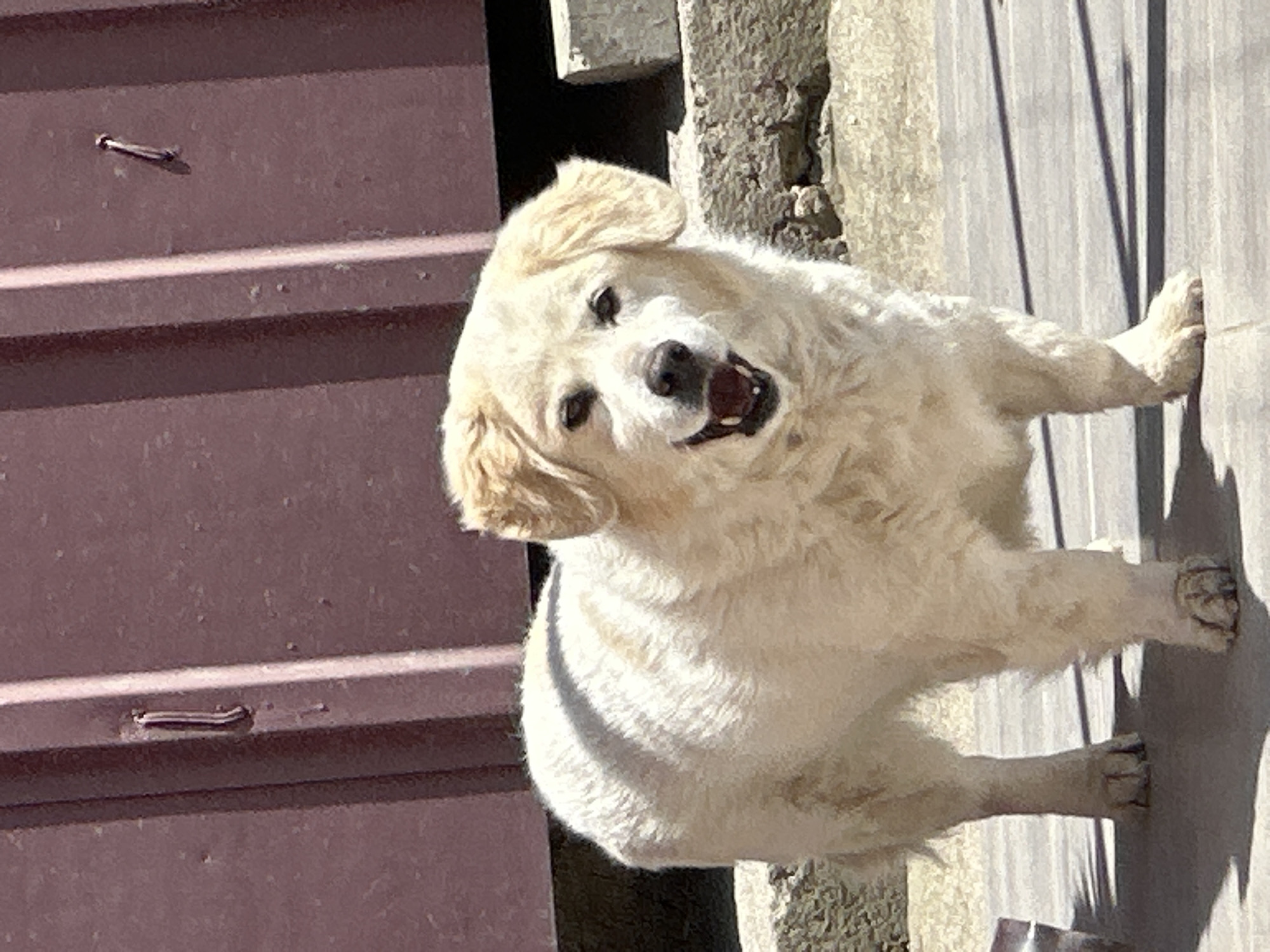 A medium shot depicts a fluffy, light-colored dog in what appears to be an outdoor setting, likely in Manole, Bulgaria. The dog, possibly a Pyrenean Mountain Dog mix, faces the camera with its head tilted slightly. Its mouth is partially open, as if it is panting or about to bark. The background shows a maroon-colored metal structure or door on the left and a concrete or stone wall on the right. Shadows suggest a sunny day.