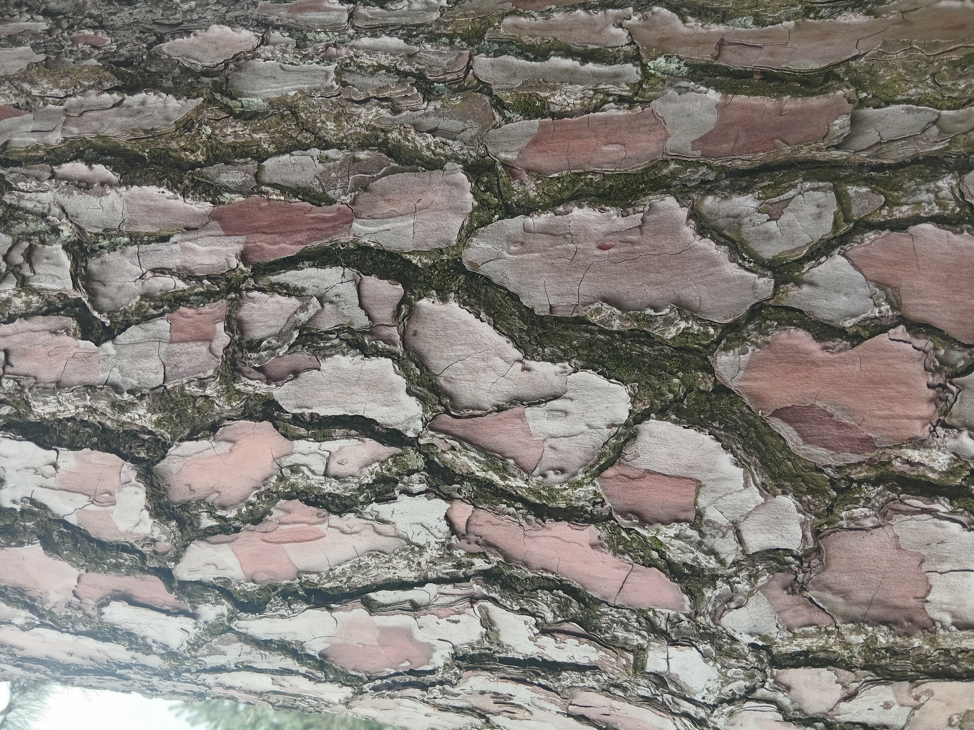 Close-up shot of textured tree bark, with irregular shapes, some reddish-brown, others grayish-white, separated by green and dark grooves. The bark's surface appears cracked and layered. Location: likely Batumi, Georgia.