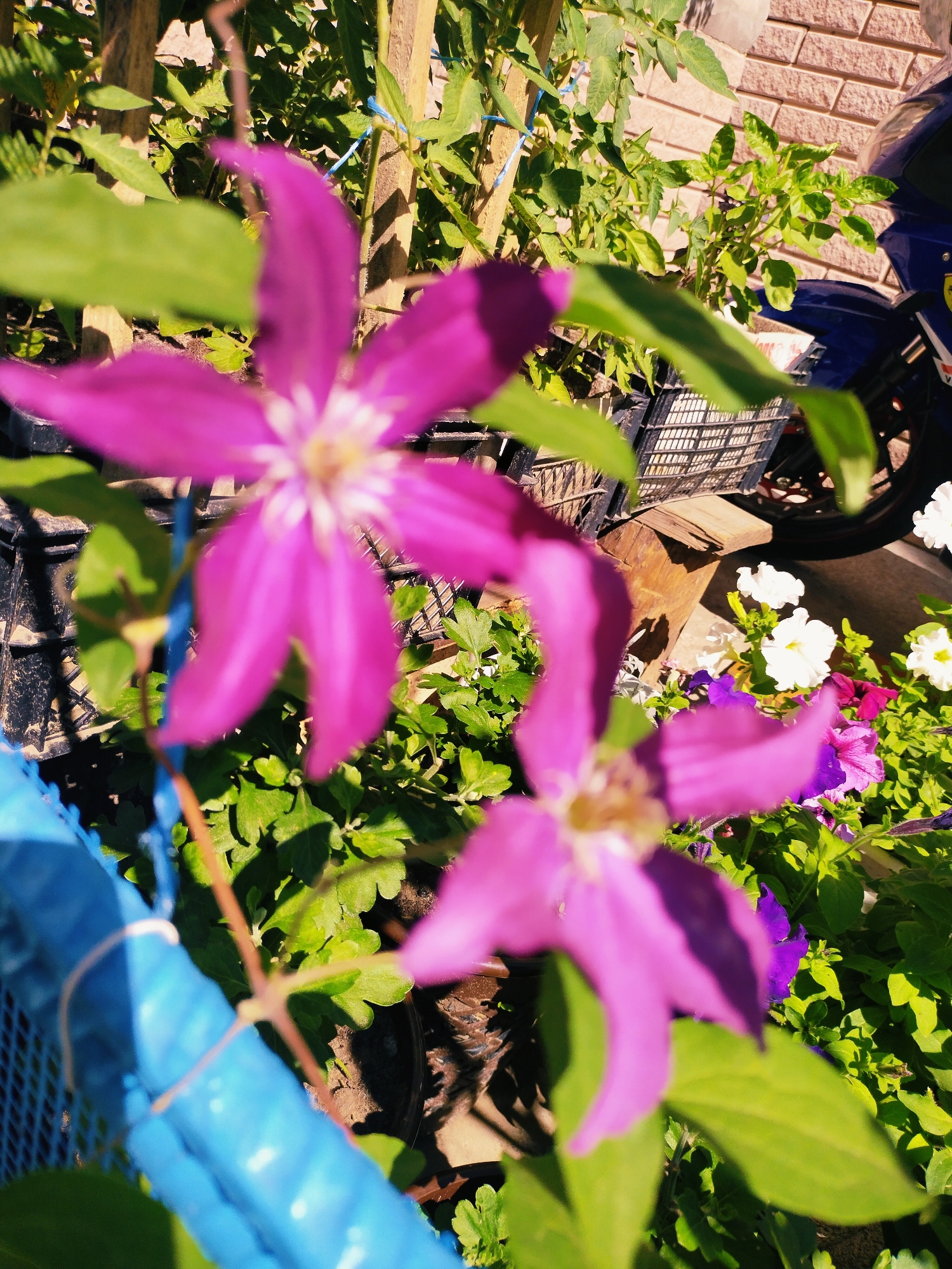 An outdoor, high-angle shot captures a close-up of bright pink clematis flowers in the foreground, with other colorful flowers and green foliage in the background. The scene is likely from a garden or a balcony in Horishni Plavni, Ukraine, evidenced by the presence of a blue mesh fence with white ties, common in Ukrainian gardens for supporting plants. In the background, a portion of a blue moped is visible, along with a brick wall and wooden elements. The image exhibits a shallow depth of field, with the foreground flowers in sharp focus and the background blurred.