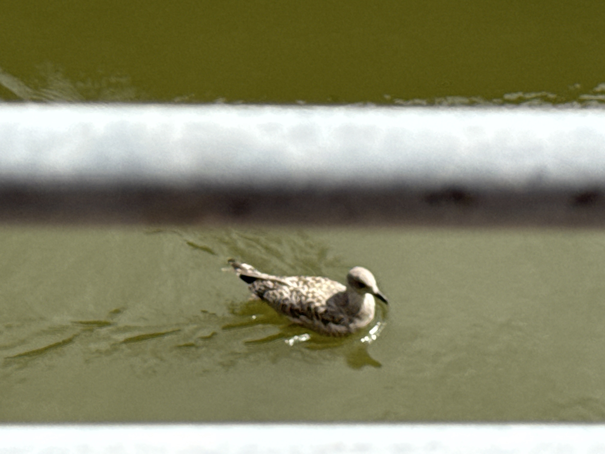 A seagull is swimming in murky green water, near a white railing. The seagull is facing to the right and has brown and white speckled feathers. There are ripples in the water around the bird, and some light is reflecting off the surface. The background is a blur of green, suggesting trees or foliage. This scene appears to be from the Waterford City Quays, a popular waterfront area in Waterford, Ireland, where seagulls are commonly seen.