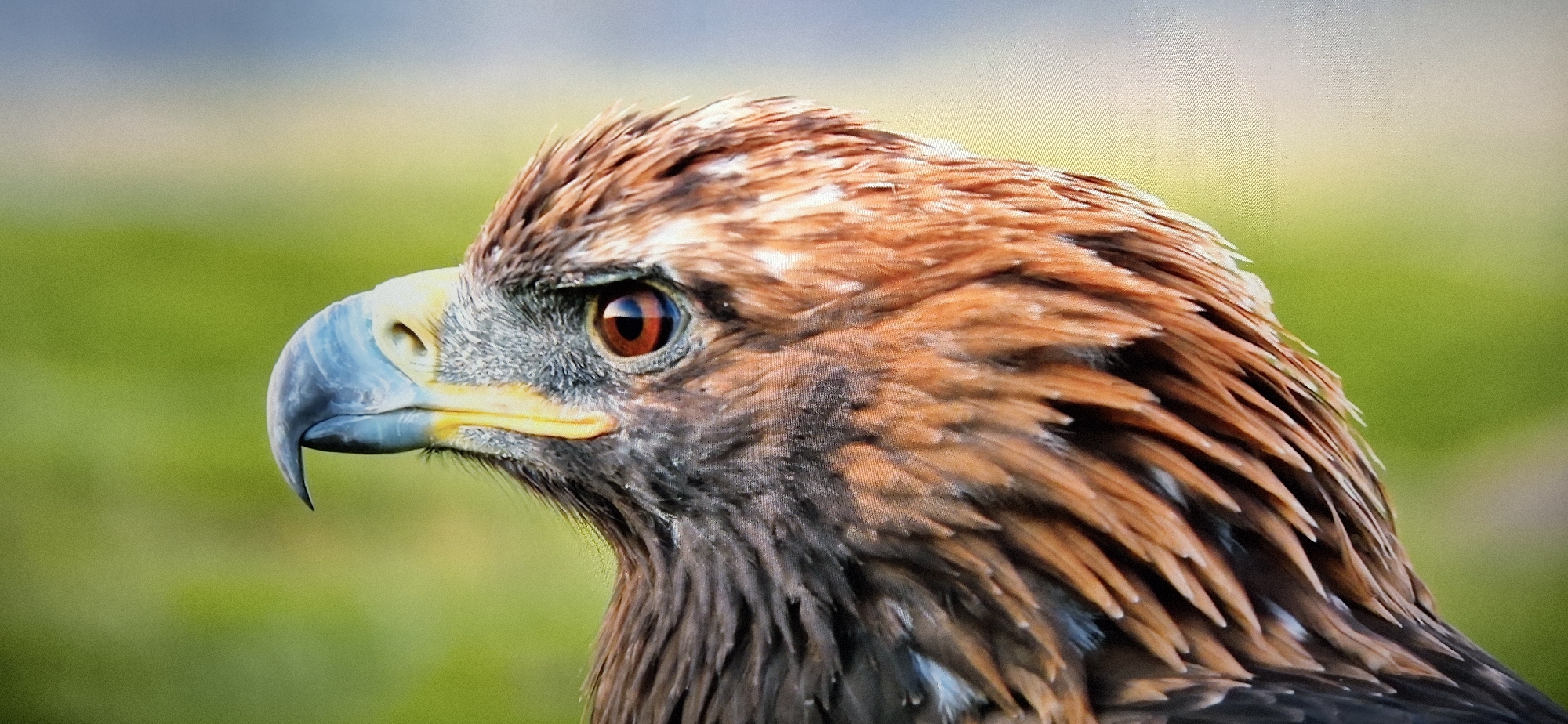 A close-up, profile shot of a golden eagle's head is featured against a blurred green and blue background. The eagle's head is oriented to the left, with its keen, amber eye prominently displayed. The beak is a dark blue-gray with a yellow cere and a sharp, downward-curving tip. The feathers on its head and neck are a mix of reddish-brown and dark brown, with some lighter brown and gray feathers around the face and eyes. The background consists of out-of-focus green foliage in the foreground, transitioning to a lighter, possibly hazy, blue sky in the distance. The image captures the intense gaze and detailed texture of the bird's plumage.