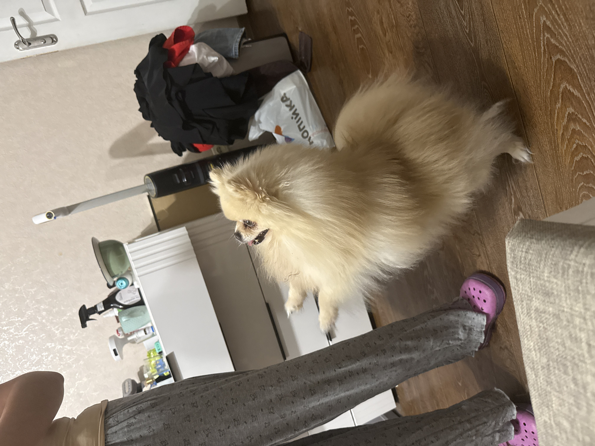 An indoor scene depicts a person wearing gray patterned pants and pink Crocs standing on a wooden floor. In front of the person, a fluffy cream-colored Pomeranian dog is standing on its hind legs, facing the person. The dog's front paws are extended as if reaching for the person. In the background, a white cabinet with drawers is visible, holding various items including cleaning supplies. To the right, a stack of dark-colored clothing is piled next to a white plastic bag with Russian text. A vacuum cleaner and a door with a silver handle are also present in the background. The lighting suggests an indoor setting at an unspecified time.