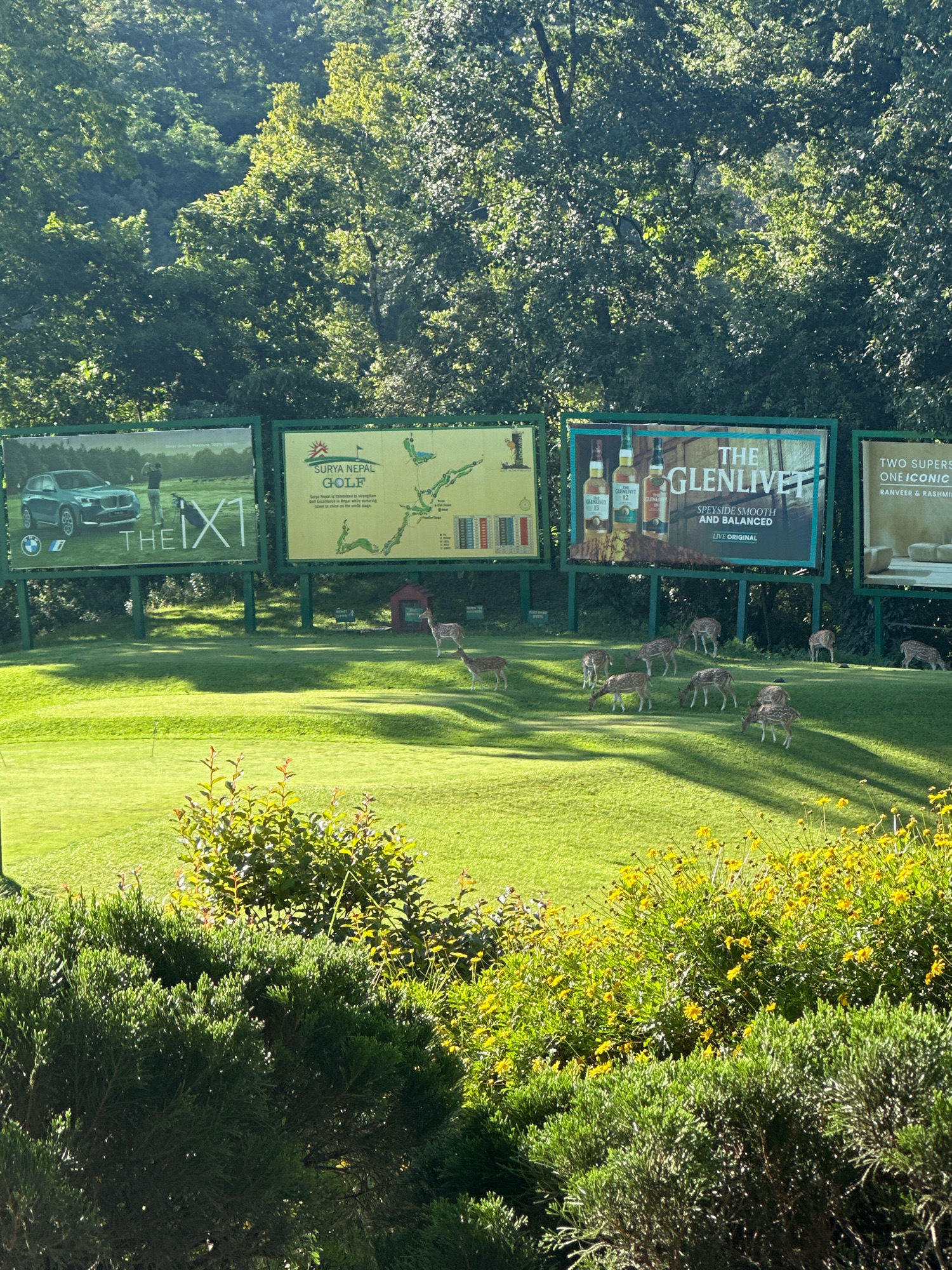 The image captures a serene golf course scene in Kageshwori Manohara, Nepal. The foreground is dominated by lush green grass, meticulously maintained, with scattered patches of bright yellow wildflowers and dense evergreen shrubs. In the mid-ground, a herd of spotted deer grazes peacefully on the fairway. Behind the deer, a series of large billboards are erected. The leftmost billboard features an advertisement for a BMW X1 car, with a golfer in the background. The central billboard promotes "Surya Nepal Golf" and displays a map of the golf course. To its right, a billboard advertises "The Glenlivet" scotch whisky, showcasing three bottles. The furthest right billboard is partially visible, showing an advertisement with text in English and what appears to be two individuals. The background is a dense, verdant forest that slopes upwards, bathed in dappled sunlight. The overall atmosphere is tranquil and idyllic, blending the natural beauty of the landscape with man-made advertisements.