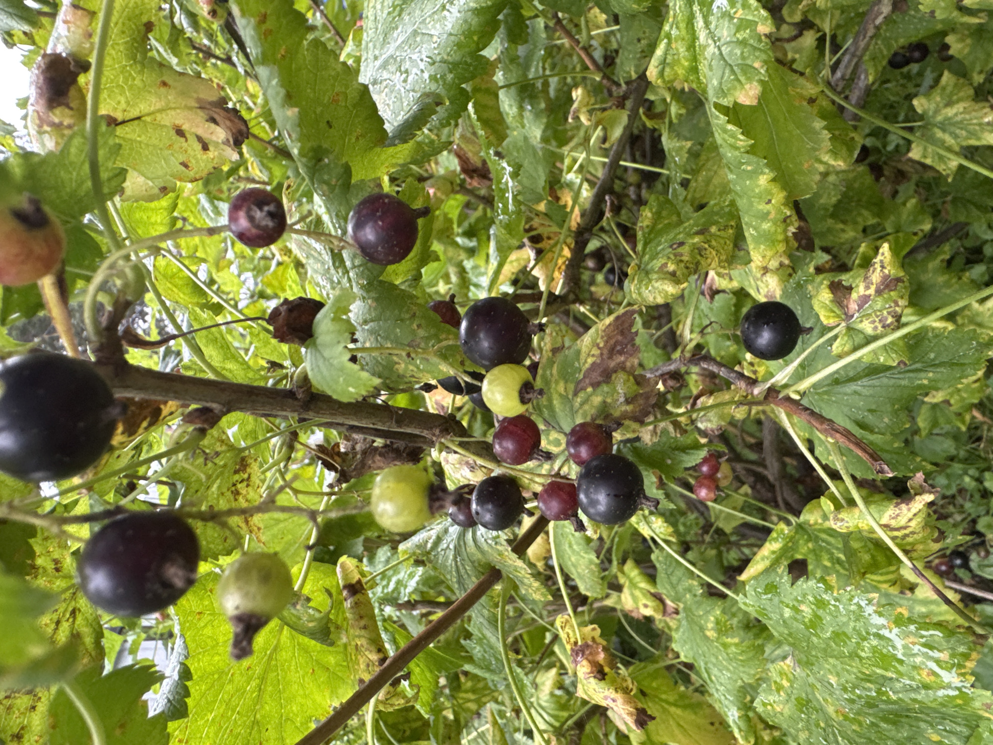 The image displays a close-up of a black currant bush with ripe berries. The berries are dark purple to black, with a few appearing greenish-yellow, indicating varying stages of ripeness. They are clustered on slender stems, some drooping under their weight. The leaves of the bush are green and slightly wilted, with some showing signs of brown spotting or discoloration. The overall scene is outdoors, with a soft, diffused light suggesting an overcast or shaded environment. The background is a blur of green foliage and branches, typical of a garden or natural setting. The image does not contain any people or actions. The location of Burdakovka, Russia, is not discernible from the visual information present in the photograph.