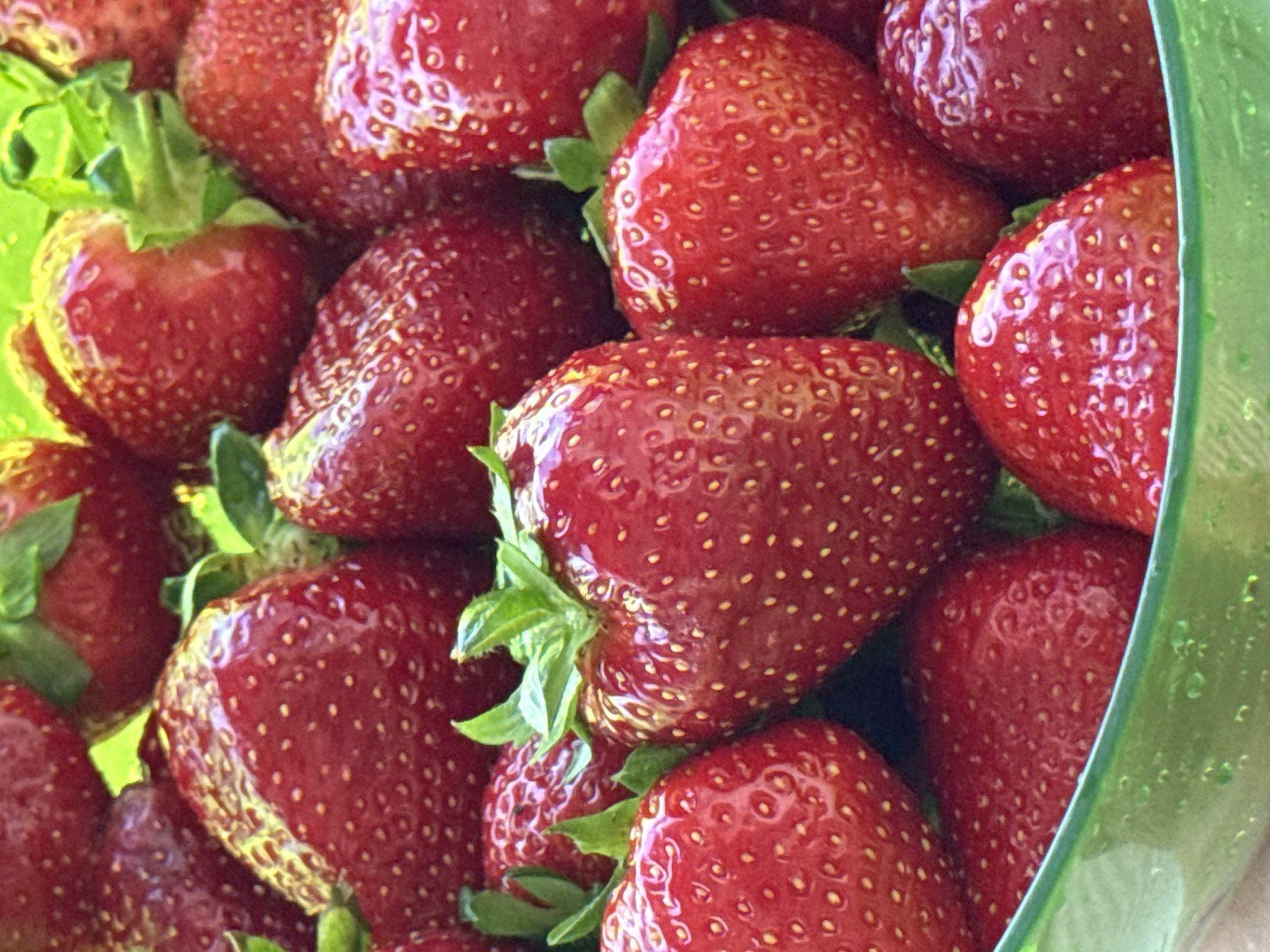 This is a close-up, eye-level, vertical shot of a large bowl of ripe strawberries. The strawberries are a vibrant red and their surface is textured with tiny yellow seeds. Some of the strawberries are partially submerged in what appears to be a green plastic bowl. The lighting is bright, highlighting the glossy sheen of the fruit and casting soft shadows. The background is a blur of more strawberries and green leaves, suggesting a generous quantity of fruit. The overall impression is one of freshness and abundance. This image does not contain any recognizable landmarks or features that would allow for specific location identification within Budva, Montenegro.