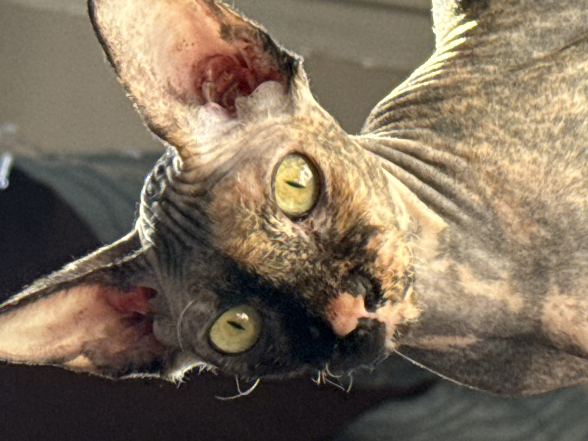 A close-up, inverted portrait features a Sphynx cat with its head tilted, looking directly at the viewer. The cat's large, prominent ears frame its face, revealing intricate, reddish-pink folds inside. Its striking yellow-green eyes are wide open, with vertical slit pupils reflecting light. The hairless skin of the cat displays a mottled pattern of light tan, beige, and darker brown or grey patches, along with characteristic wrinkles. Very fine, sparse fur gives the skin a velvety texture. Short, light-colored whiskers are visible around its pinkish nose. The background is out of focus, appearing as a soft blend of dark and light grey tones, offering no specific location cues. The lighting is bright, emphasizing the cat's features and creating an alert, curious, and intense expression. No specific activity beyond the direct gaze is observed. No text is visible in the image.