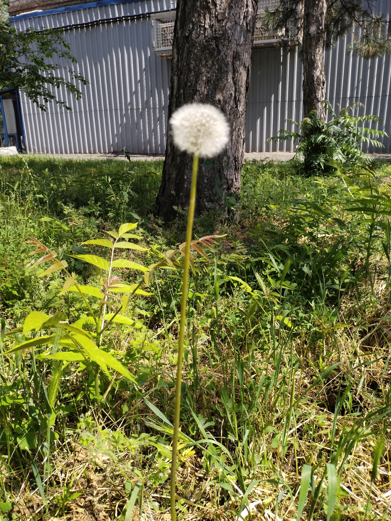 The image shows a dandelion seed head on a long stem in the foreground, in focus. Behind the dandelion, a large tree trunk is visible, with more trees and green foliage extending into the background. A corrugated metal building with vertical panels is situated behind the trees. The ground is covered in dry grass and green vegetation. This scene appears to be located in a park or a natural area adjacent to an urban structure, possibly in Horishni Plavni, Ukraine, given the context of the query. There are no people or animals present in the image. The lighting suggests it is daytime, with sunlight casting shadows.