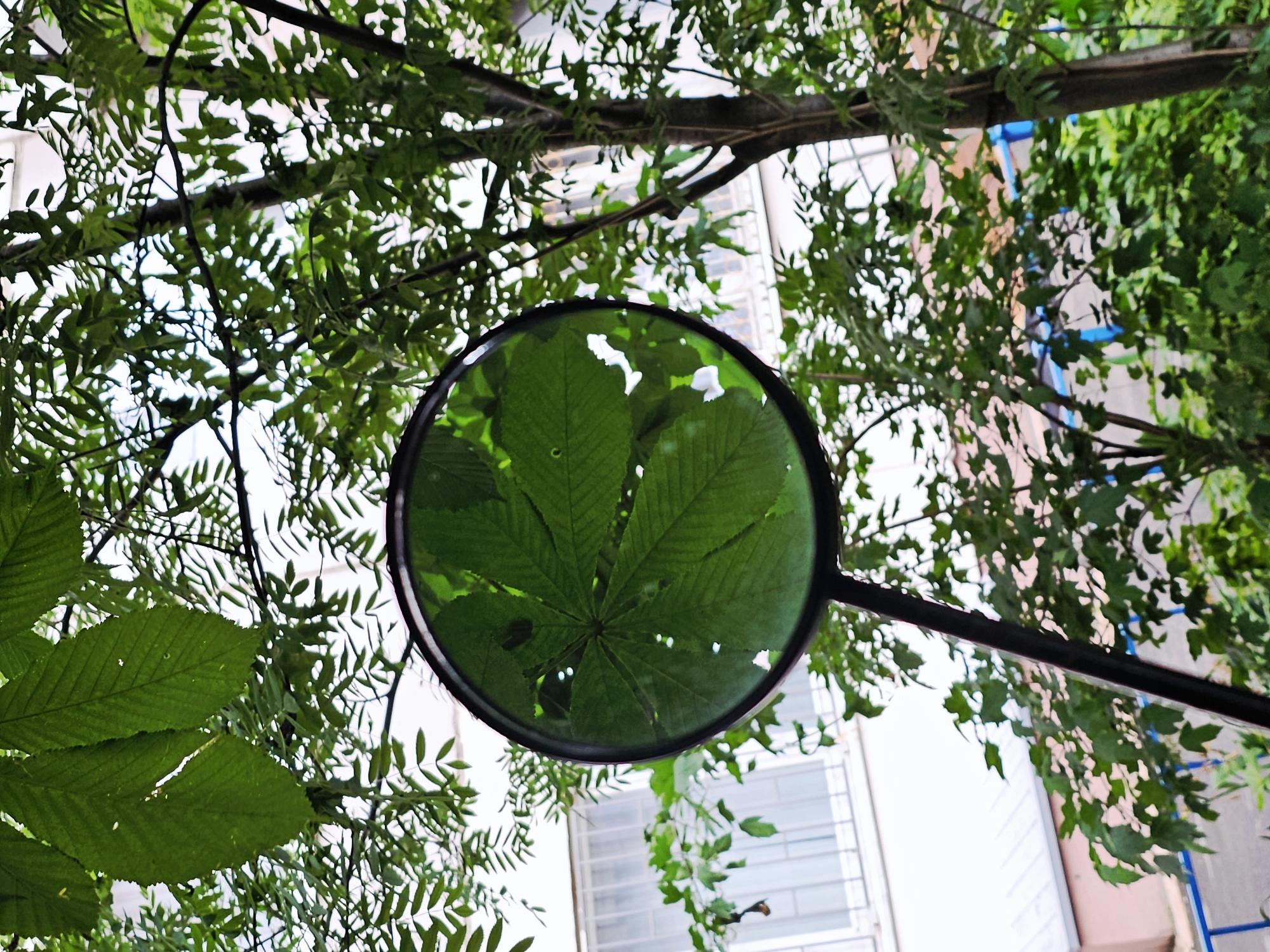 The image shows a magnifying glass held up in front of lush green foliage. Through the magnifying glass, a detailed view of a palmate leaf, likely from a horse chestnut tree, is visible, its veins and texture enlarged. Surrounding the magnified leaf are numerous other green leaves from various trees and bushes, creating a dappled effect. In the background, a building with white window panes and a pale pink wall can be seen, along with blue railings. The overall impression is one of nature within an urban or suburban setting. The location is specified as Odintsovo, Russia.