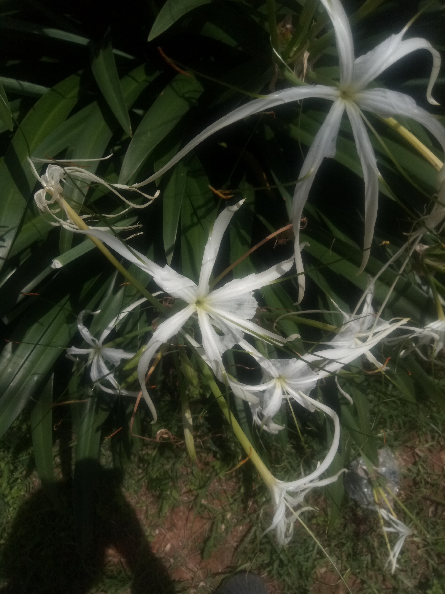 A cluster of white spider lilies with long, delicate petals is in full bloom against a backdrop of dark green foliage. Several flowers are visible, with the largest and most prominent one centrally located. The petals are thin and white, some curving gracefully downwards. The centers of the flowers are a pale yellow-green. Thin, wiry stems emerge from the flowers, some tipped with what appear to be developing seed pods. The leaves are long, strap-like, and a deep green, providing a strong contrast to the white blooms. The ground beneath the plants is covered with dry grass, twigs, and a bit of bare earth. A shadow of a person taking the photograph is visible in the lower left corner, suggesting the image was captured outdoors during daylight. The overall impression is one of natural beauty and delicate floral arrangement. The image appears to be taken in a garden or natural setting.