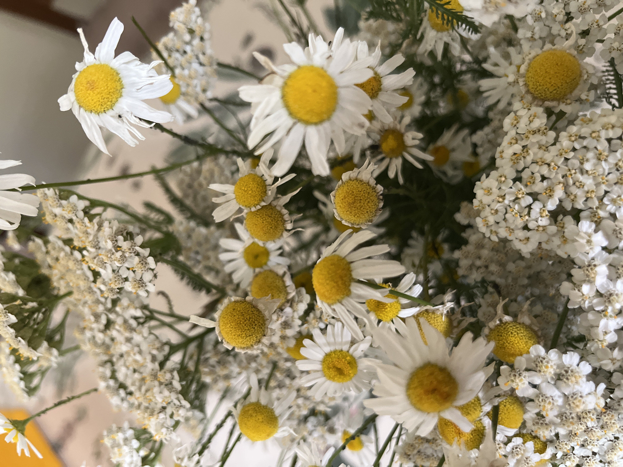 The image is a close-up, overhead shot of a bouquet of white daisies and yarrow flowers. The flowers are predominantly white with yellow centers, and some are wilting. The background is blurred and appears to be a light-colored surface. There are no people or discernible actions taking place. The location in Ivanteyevka, Russia is not evident from the image.