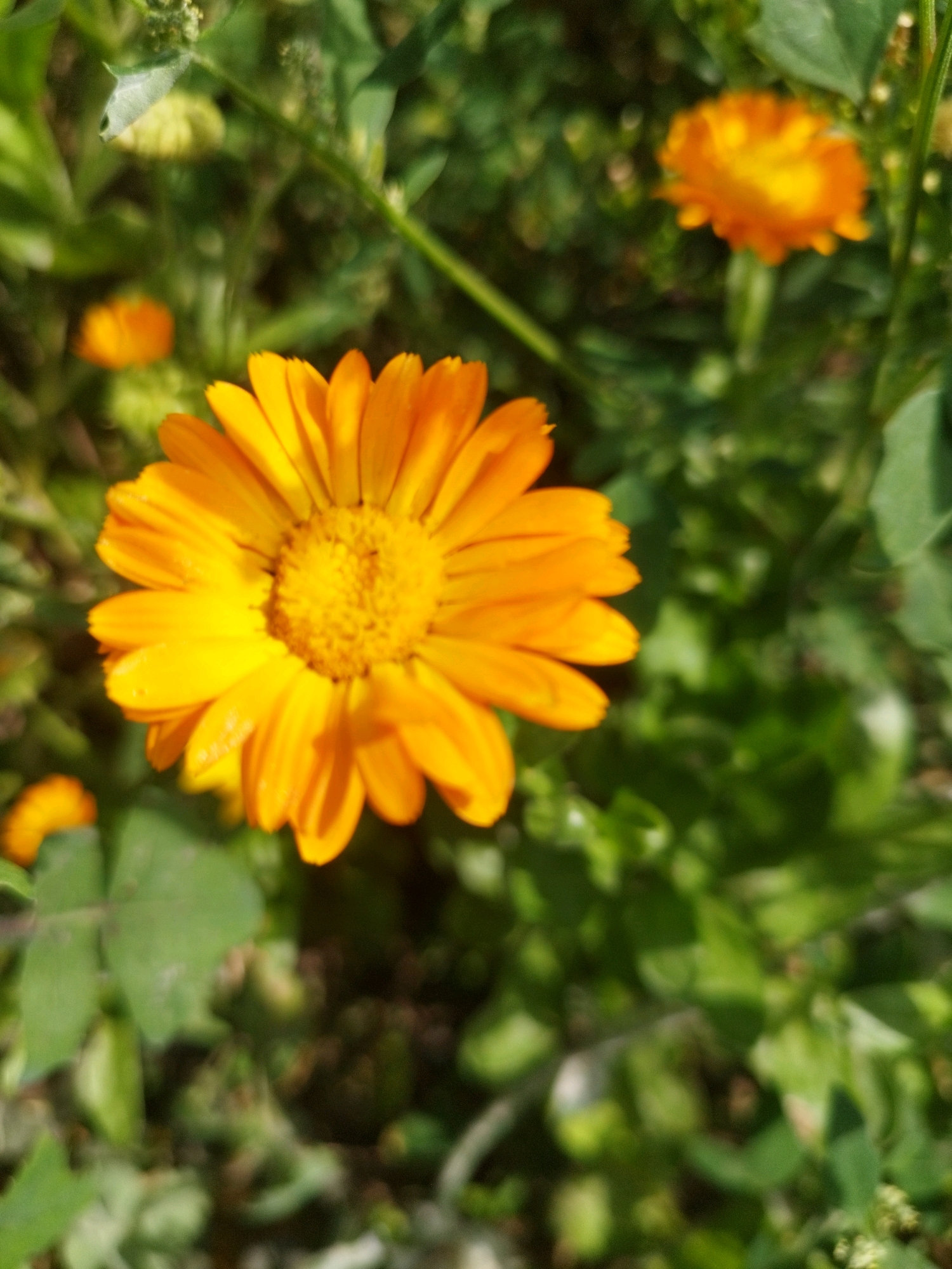 A close-up, eye-level, outdoor photograph captures an orange calendula flower in sharp focus, dominating the center of the frame. Its petals are a vibrant orange, transitioning to a yellow center. The background is blurred, featuring green foliage and another out-of-focus calendula flower to the upper right. The lighting suggests a sunny day. This scene is likely from a park or garden in Oskemen, Kazakhstan, given the prominence of calendula as a common garden flower in the region.