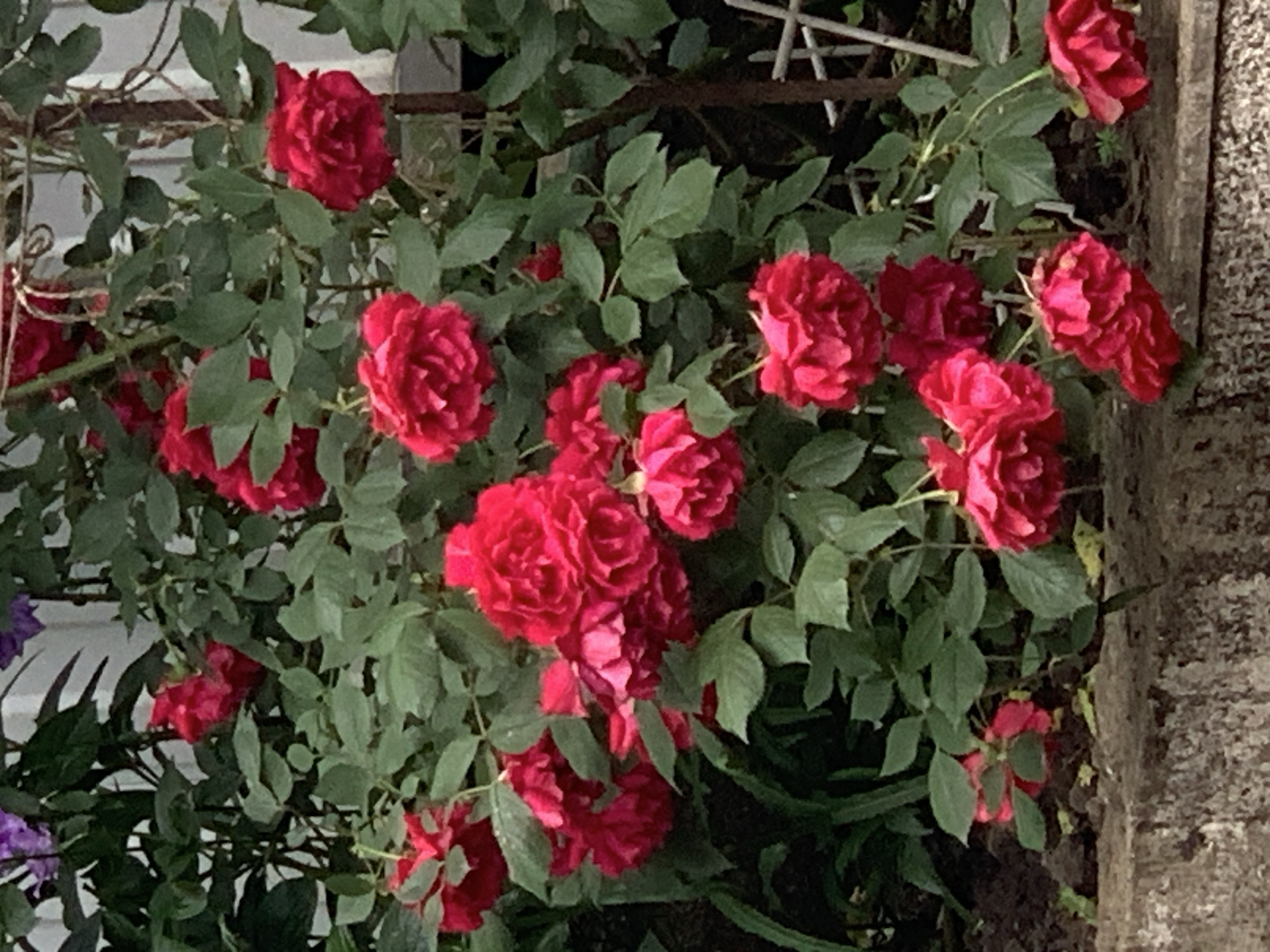 The image shows a bush of red roses with green leaves, growing near what appears to be a building or wall made of light-colored stone or concrete. Parts of a white trellis structure are visible in the background amongst the leaves. Some purple flowers are also barely visible on the bottom left of the image. The location is unknown.