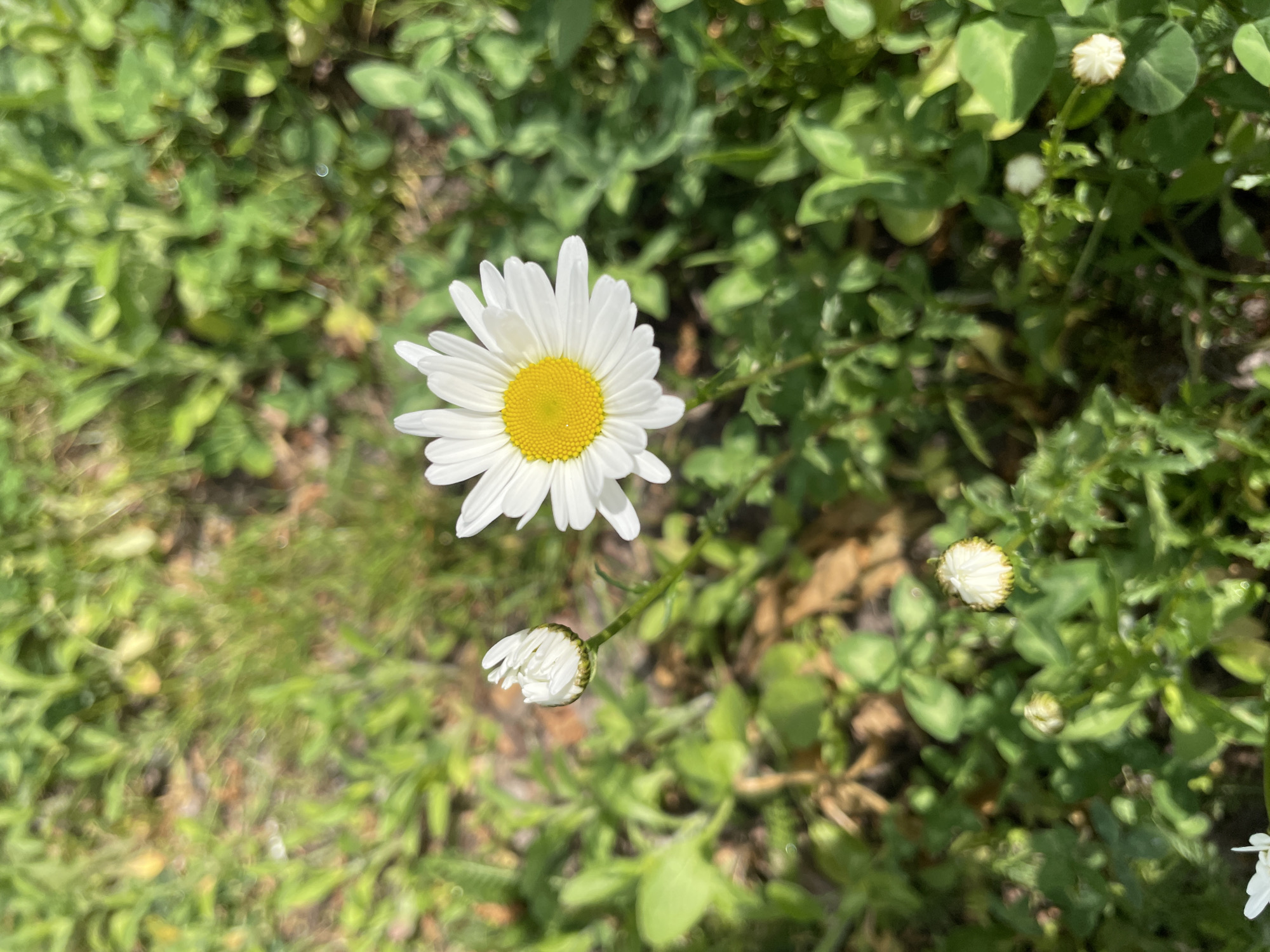 The image shows a daisy flower with white petals and a yellow center, surrounded by green foliage. There are also two daisy buds visible. The location appears to be outdoors. No information on location in the city of Unknown, Unknown, can be found.