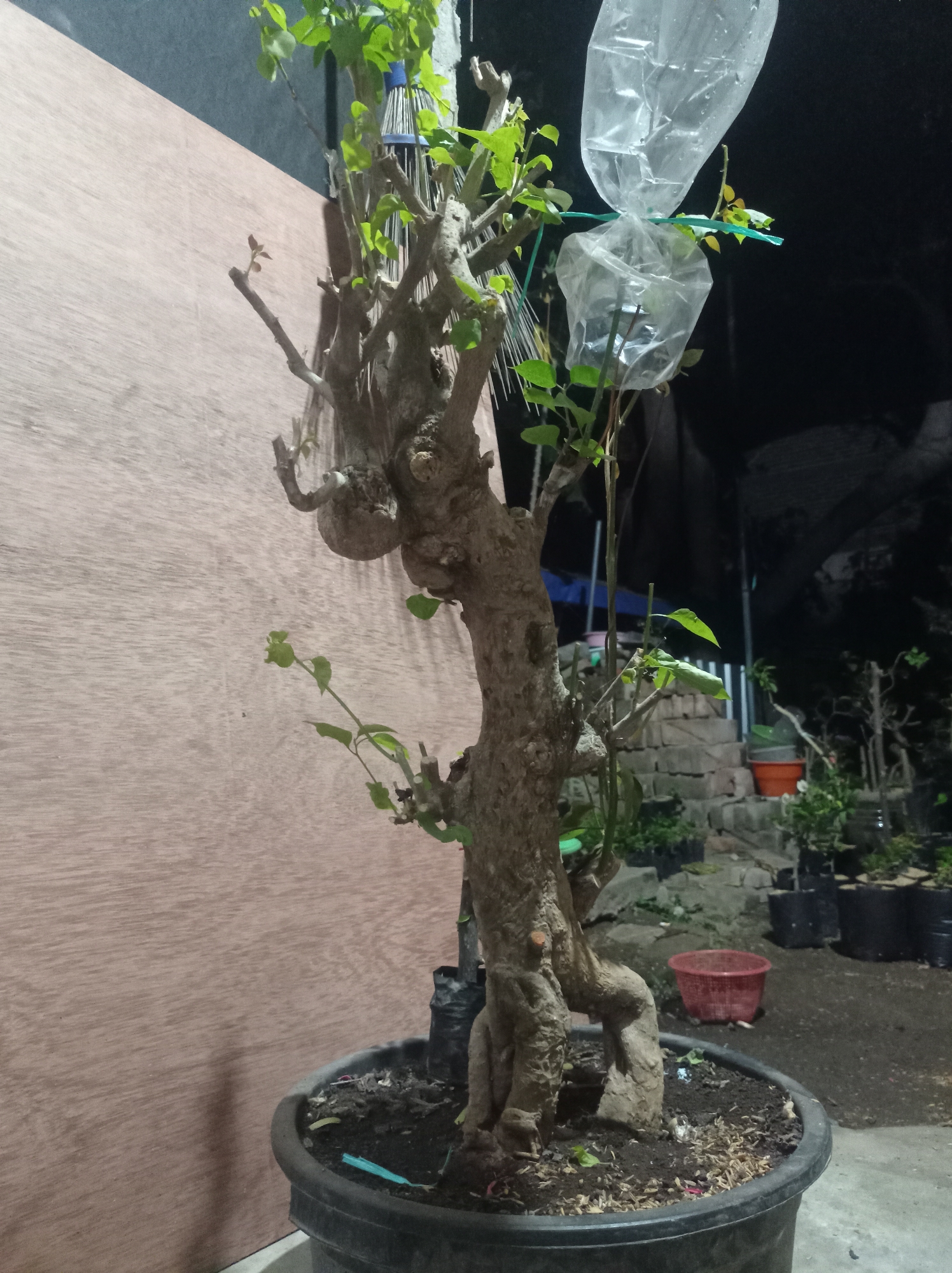 This is a full-body, eye-level shot of a potted bonsai tree at night in Purwokerto, Indonesia. The tree is in a dark plastic pot filled with soil and mulch. The trunk is thick and gnarled with a prominent knot and multiple branches. Some branches are covered in plastic bags, possibly for protection or propagation. New green leaves are emerging on the branches. The background is dark, with hints of other potted plants and a brick structure. A light-colored wooden panel is visible on the left side of the frame.