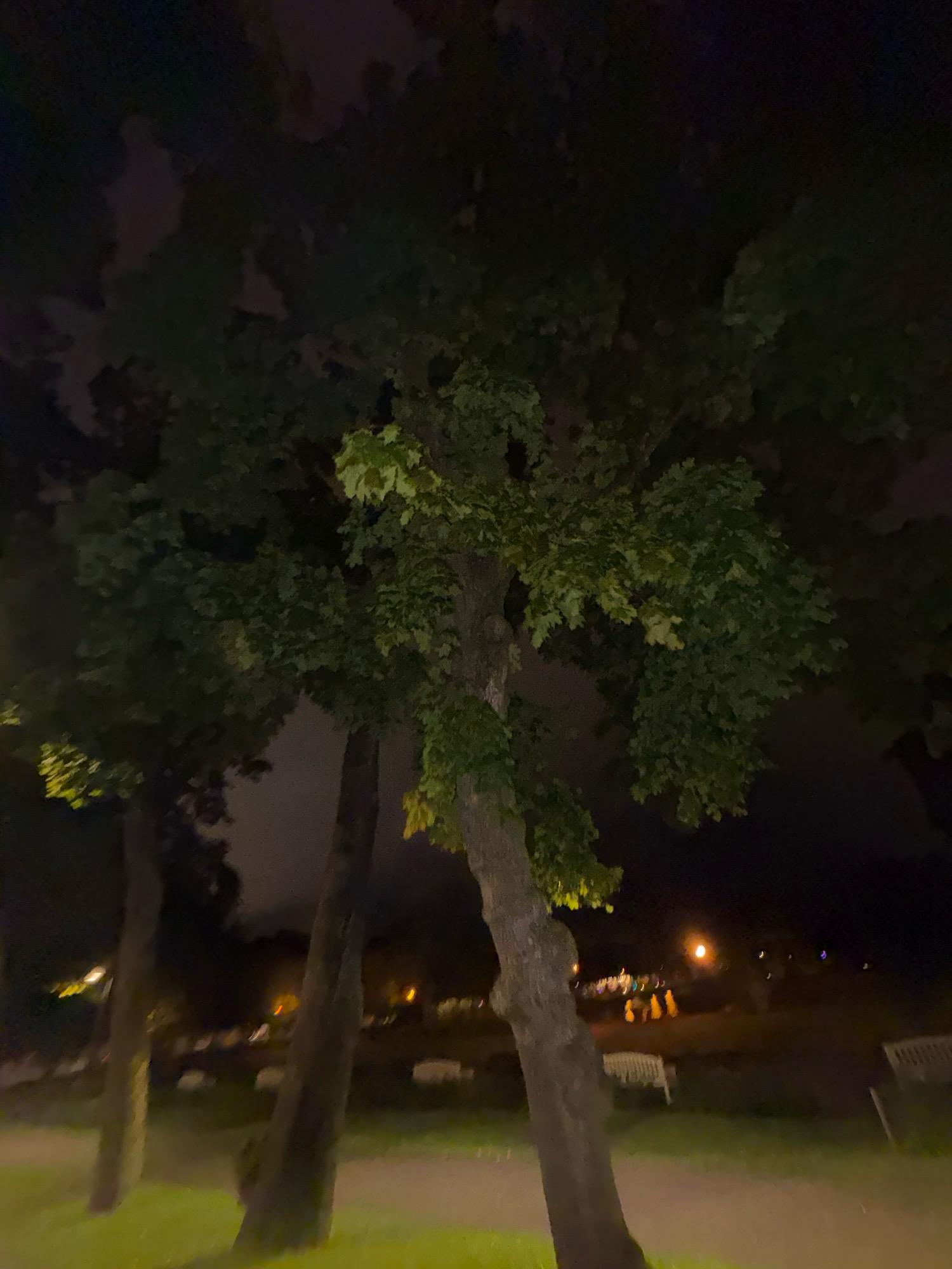 This image depicts a park scene at night in Tallinn, Estonia. Three trees are prominently featured in the foreground, with their leaves illuminated by artificial light. The trees are positioned in a row, with the tallest tree in the center, its branches reaching towards the dark sky. In the background, several benches are visible, along with distant lights and blurry figures, possibly people. The overall impression is of a tranquil, dimly lit park setting.