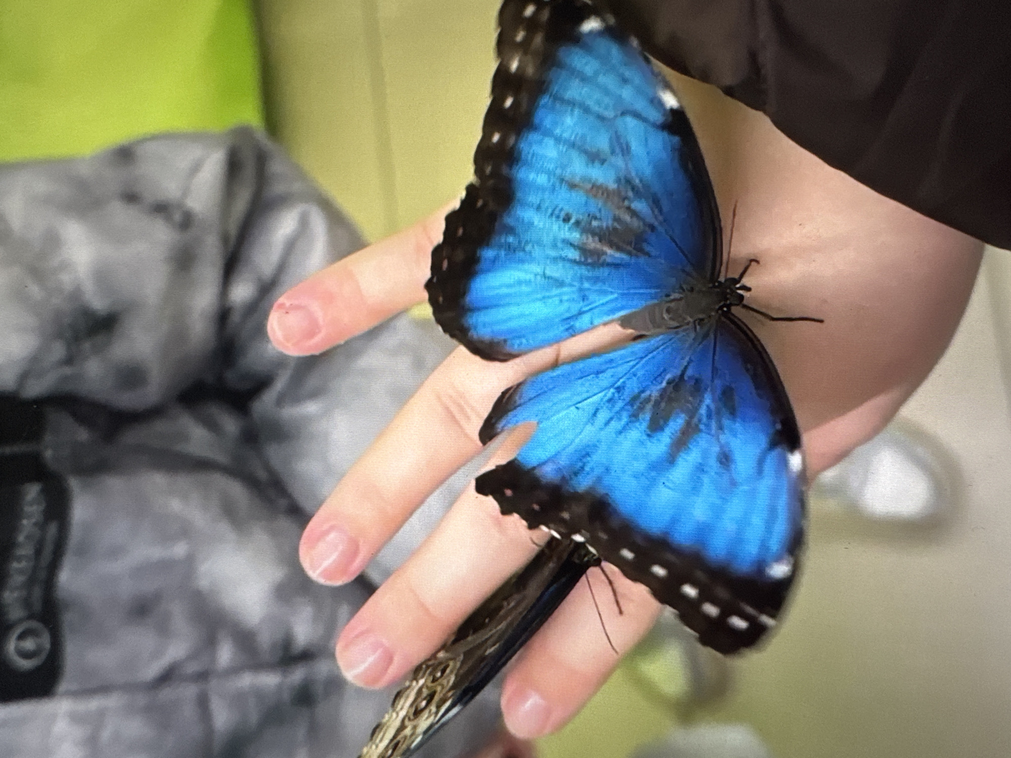 A blue butterfly, with black edges and white spots on the edges, is perched on a person's hand. The butterfly's wings are open. The person's hand is pale with unpainted nails. The background includes a gray and white patterned object and a green object. The location in the city of Solikamsk, Russia, is not identifiable from the image.