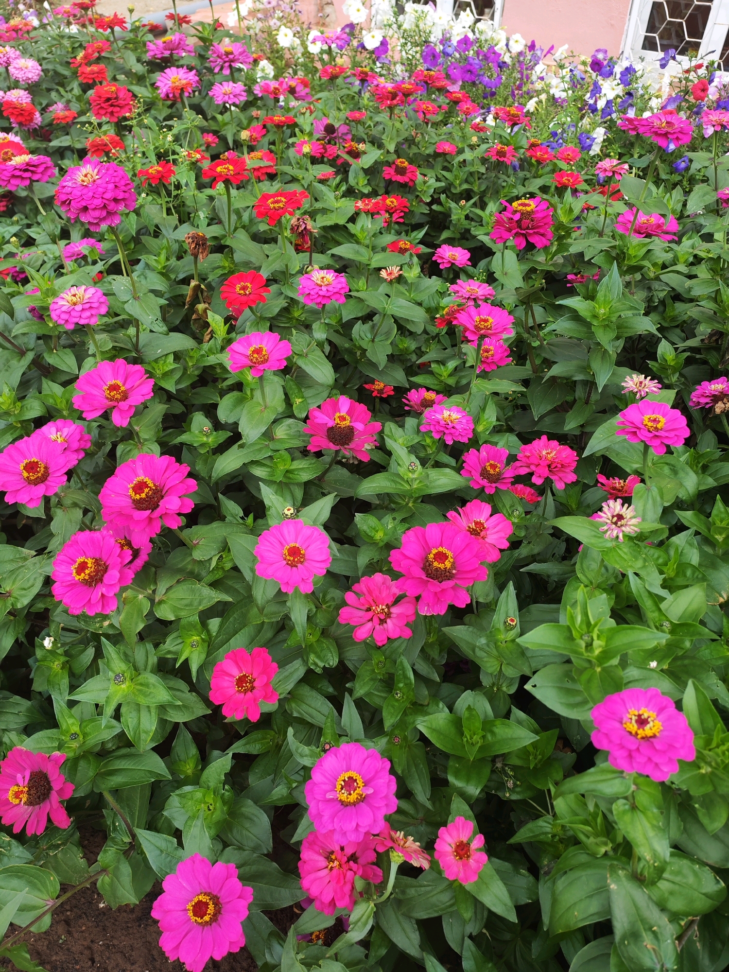 The image shows a close-up view of a flowerbed filled with blooming zinnias in various shades of pink and red, with some white and purple petunias in the background. The flowers are densely packed, with lush green foliage surrounding them. The scene appears to be outdoors, possibly in a garden or park. There are no people or animals visible in the image, and no specific actions or interactions are depicted. The setting does not provide any visual cues to pinpoint a specific location within Chaikovsky, Russia. The flowers are the sole focus of the composition.