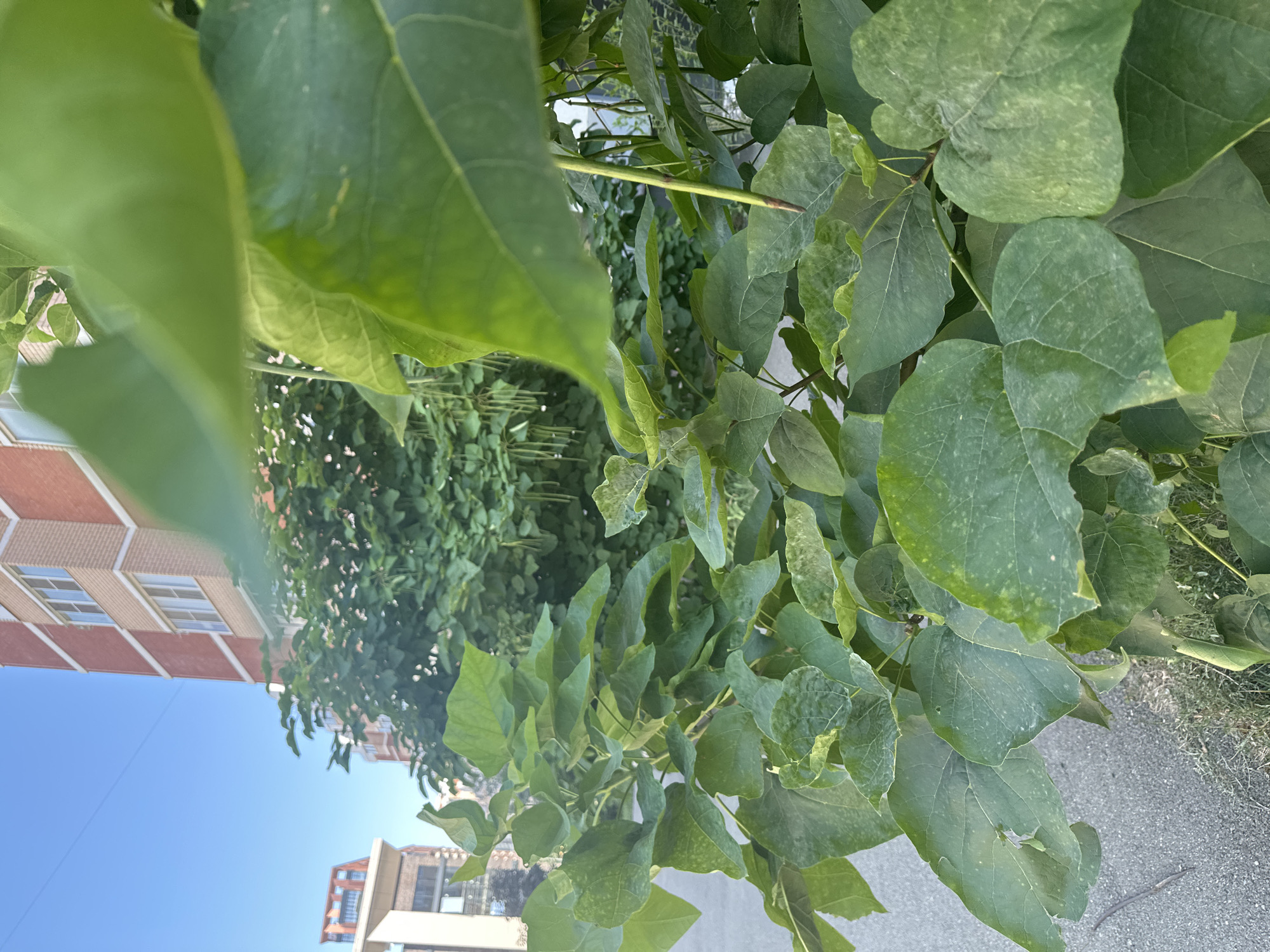 In an outdoor urban setting, a close-up view of lush green foliage dominates the foreground, with large, heart-shaped leaves in various stages of growth. The leaves are a vibrant green, some appearing smoother and darker, while others show lighter, dusty patches. The branches of the plant are visible, interspersed with the leaves. In the background, a light-colored sidewalk or paved surface is partially visible on the left. Beyond the foliage, a multi-story brick building with white-framed windows stands under a clear blue sky. Another building with a lighter facade and darker accents is also visible to the left of the brick building. The scene suggests a sunny day in a city environment.