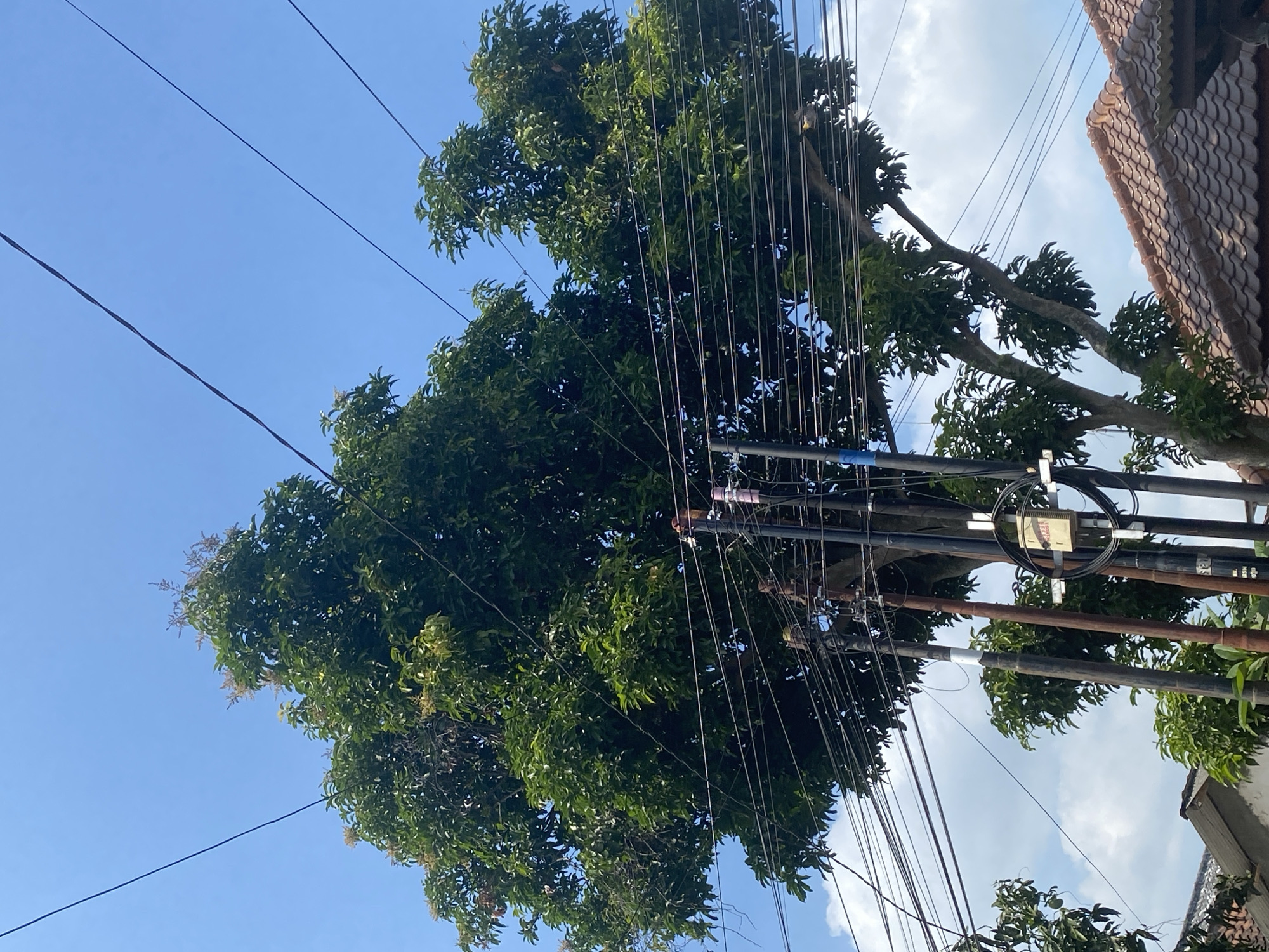 An outdoor, eye-level, medium shot captures a large tree with dense green foliage, partially obscuring a clear blue sky. Numerous dark electrical wires crisscross the frame, some passing directly through the tree's branches. Several utility poles stand vertically, supporting the wires and adorned with various electrical equipment, including a beige box with a circular conduit attached. To the lower right, the curved, brown, tiled roof of a building is visible. The scene is likely in Kediri City, Indonesia, given the architecture and typical overhead wiring.