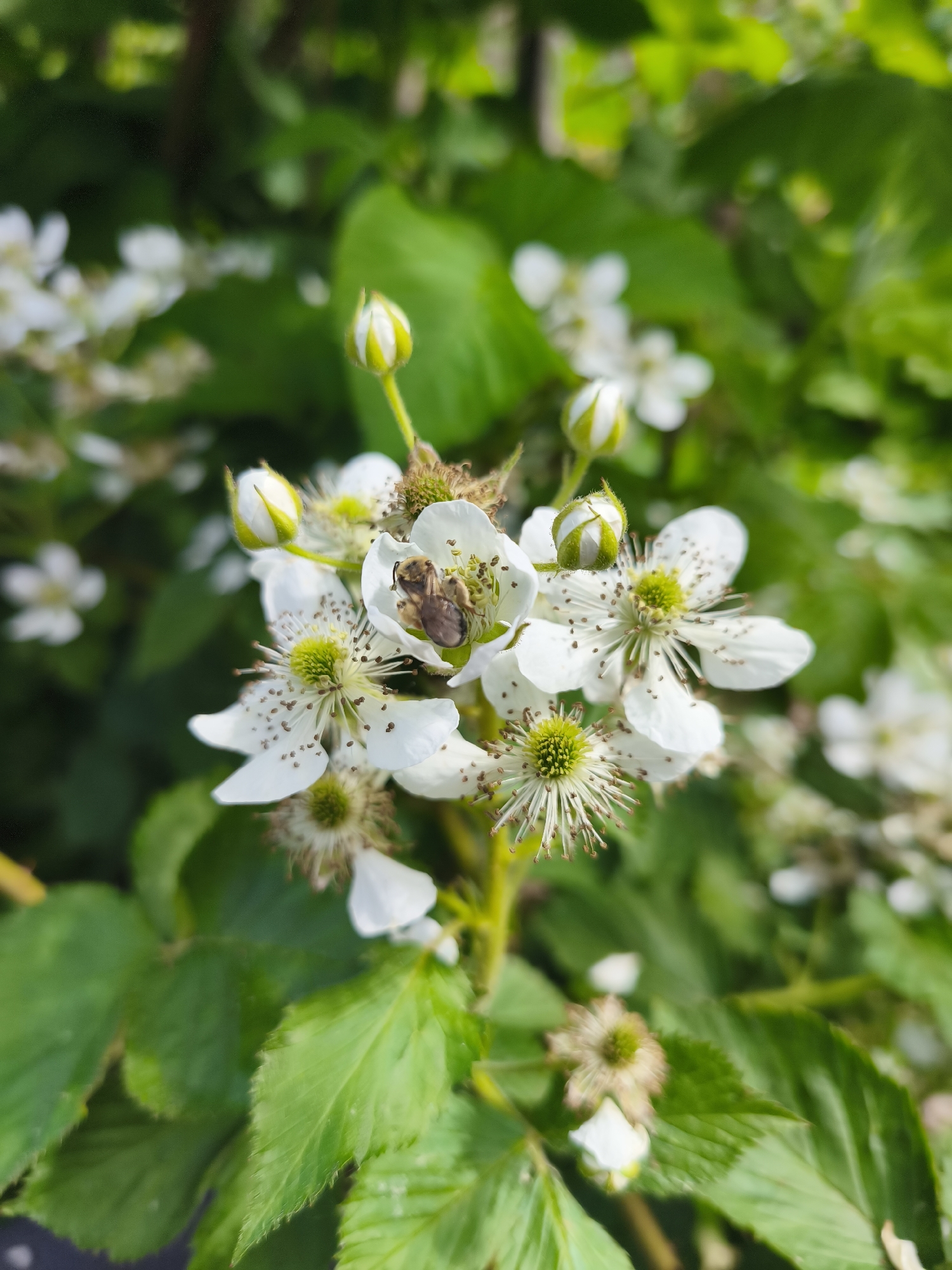 A bee is visible on a white flower in a close-up shot. The flower has five petals and a yellow center with many thin stamens. There are several buds and other flowers in the background, some of which are out of focus. The leaves are green. The scene appears to be outdoors, possibly in a garden or natural setting.