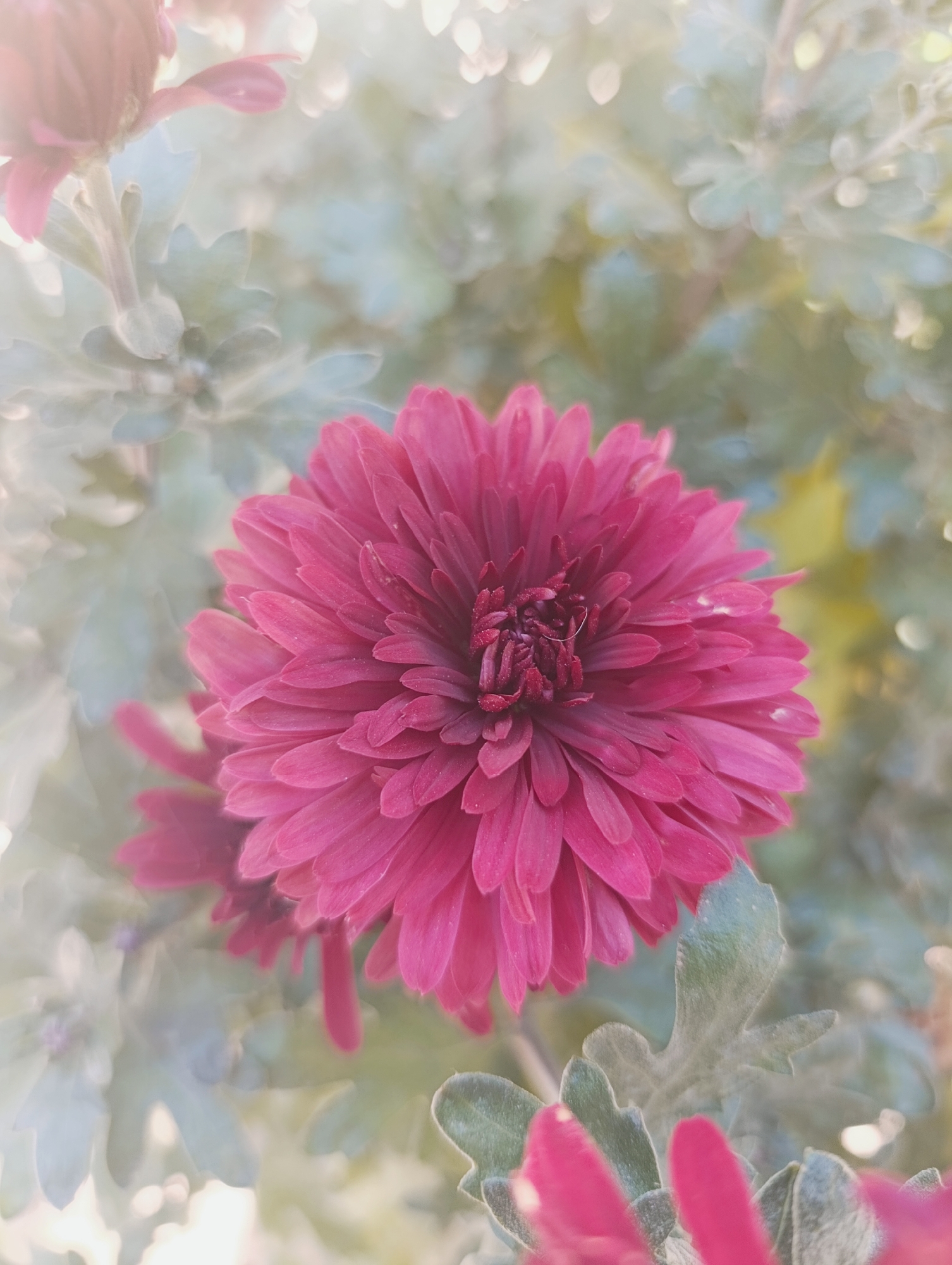 The image is a close-up, vertical shot of a bright pink chrysanthemum flower, dominating the center of the frame. The flower's petals are densely packed and layered, with a darker, more textured center. The background is softly blurred, featuring muted green foliage and hints of yellow and white light, suggesting an outdoor setting in daylight. There are also out-of-focus shapes of other flowers and leaves, some appearing in shades of pink and pale blue. The overall mood is soft and artistic, with a shallow depth of field. The location of Kochkor, Kyrgyzstan, is not depicted or implied in the image.
