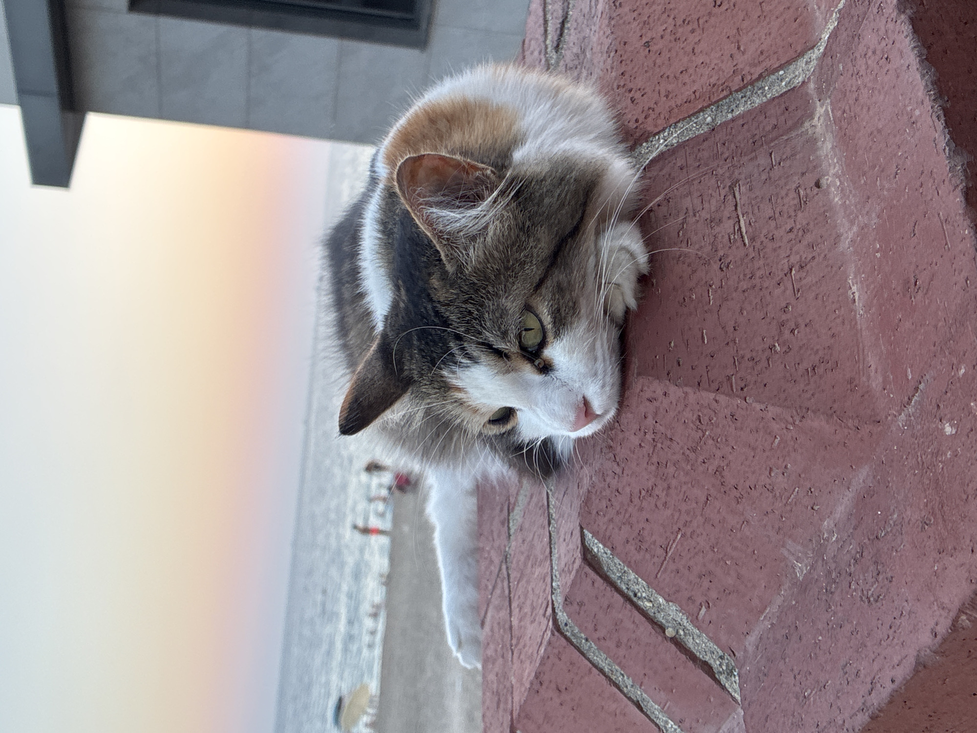 A calico cat is lying on a red brick ledge overlooking a beach in Alanya, Turkey. The cat is facing to the left, with its head resting on its paws. Its fur is a mix of white, brown, and black. The beach is visible in the background, with people walking and swimming in the ocean. The sky is a soft pink and orange, indicating sunset. A building is visible to the right of the frame.