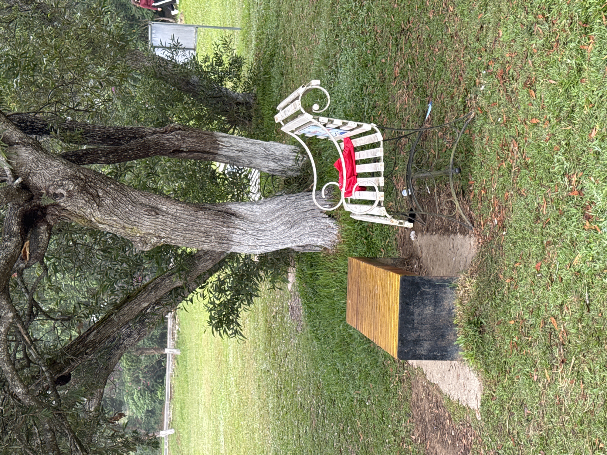 The image shows a grassy area with a mature tree on the left, its bark gray and textured, with branches extending across the frame. To the right of the tree, a white wrought-iron bench sits partially on a square concrete pad, with a red garment draped over it. Behind the bench, there's a raised wooden structure with a black base. The grass appears to be untamed, with varying shades of green and some patches of brown. In the background, a glimpse of a white fence and more foliage can be seen. It is not possible to verify the location as Da Lat, Vietnam without further details.