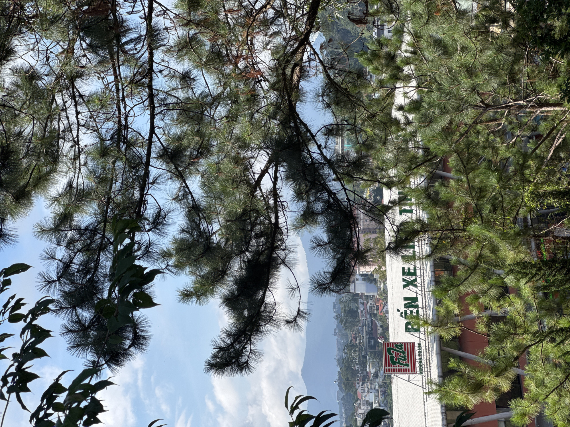 The image depicts a view of a city, likely Da Lat, Vietnam, seen through the branches of pine trees. In the midground, a long, white-roofed building with orange-colored lower sections is visible. A prominent red and green logo, "Futa" with Vietnamese text below, is affixed to the building's roof. To the right of the logo, large green Vietnamese characters, appearing to read "BẾN XE LÍ..." are displayed. Mountains form the background of the scene, with a hazy, overcast sky above. The foreground is dominated by the dense, green foliage of pine trees. The overall impression is a natural setting overlooking an urban landscape.