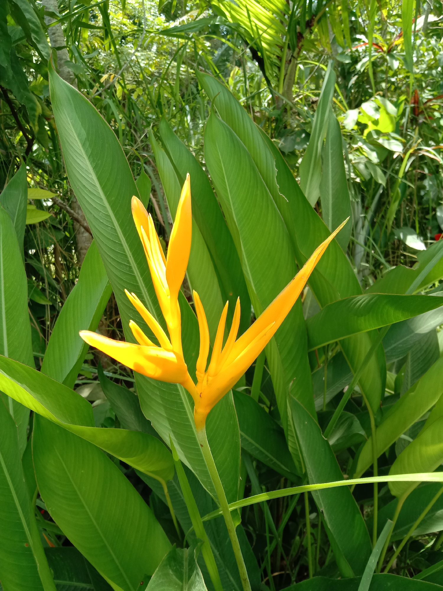 A vibrant yellow Heliconia psittacorum flower, commonly called parrot heliconia, stands prominently in the foreground. The flower is characterized by its erect, lance-shaped bracts. The plant is surrounded by large, elongated green leaves. The backdrop contains lush foliage and vegetation. The photo was taken outdoors in Blangkarieng, Indonesia.