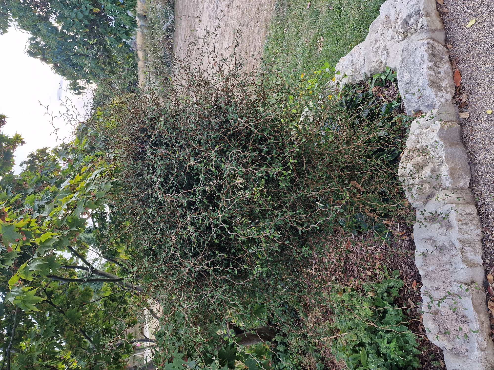 This is a photograph of a garden in Canterbury, United Kingdom. The foreground features a stone border made of irregular grey rocks, with a pathway of gravel to the right. Behind the stone border is a dense, bushy plant with numerous thin, twisted, brown branches covered in small green leaves. This plant is situated in a garden bed with mulch and other green foliage. To the left of this plant, a portion of a tree trunk is visible, and above it, large green leaves of a deciduous tree are seen. To the right and in the background, there are more trees with green foliage and a dry, grassy area. The sky is overcast. No people are present in the image.