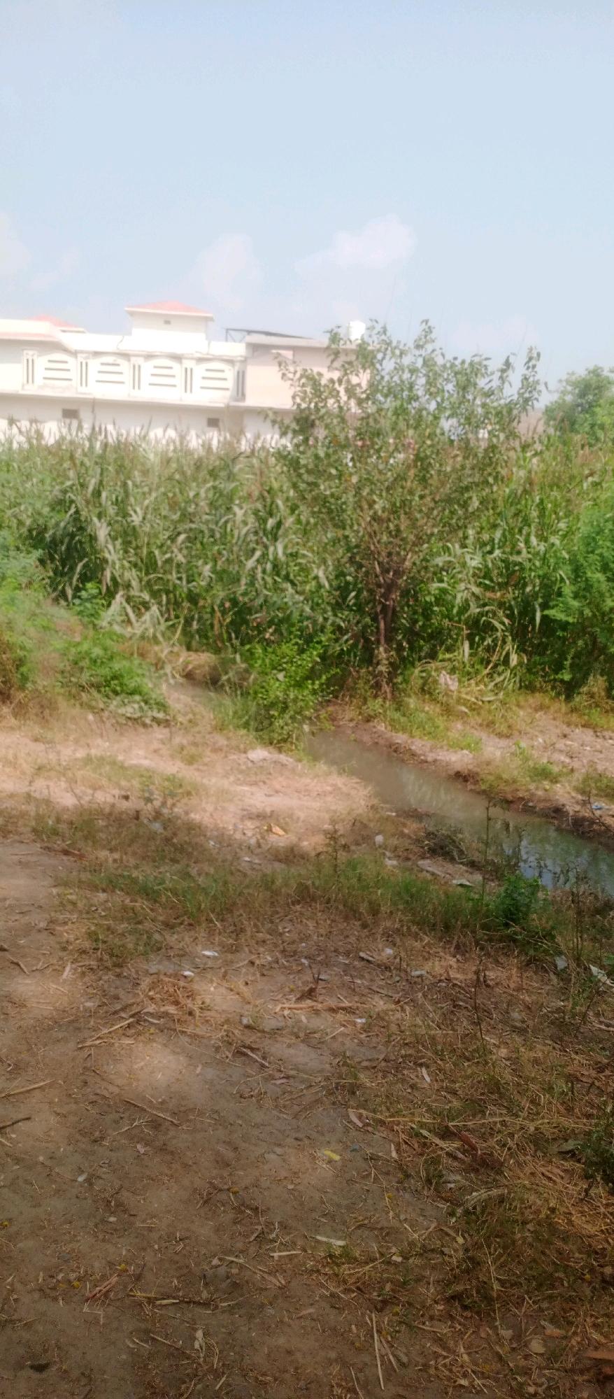 This is a full, vertical, medium-shot photograph of an outdoor scene in Kanjwani, Pakistan, on a bright, clear day. In the background, a light-colored, multi-story building with a red-tiled roof is visible, featuring several horizontal decorative elements on its facade. In front of the building, there is dense green foliage, possibly tall grass or crops, obscuring the lower part of the structure. A medium-sized tree with light-colored bark and green leaves stands in the middle ground, to the right of the dense foliage. To the right of the tree, more dense green vegetation is present. A narrow, shallow water channel, appearing muddy and reflecting the sky, runs diagonally from the mid-right to the lower-right of the frame. The foreground is composed of dry, sandy soil with scattered dry grass and debris, with a patch of dappled sunlight falling on it from the upper left.