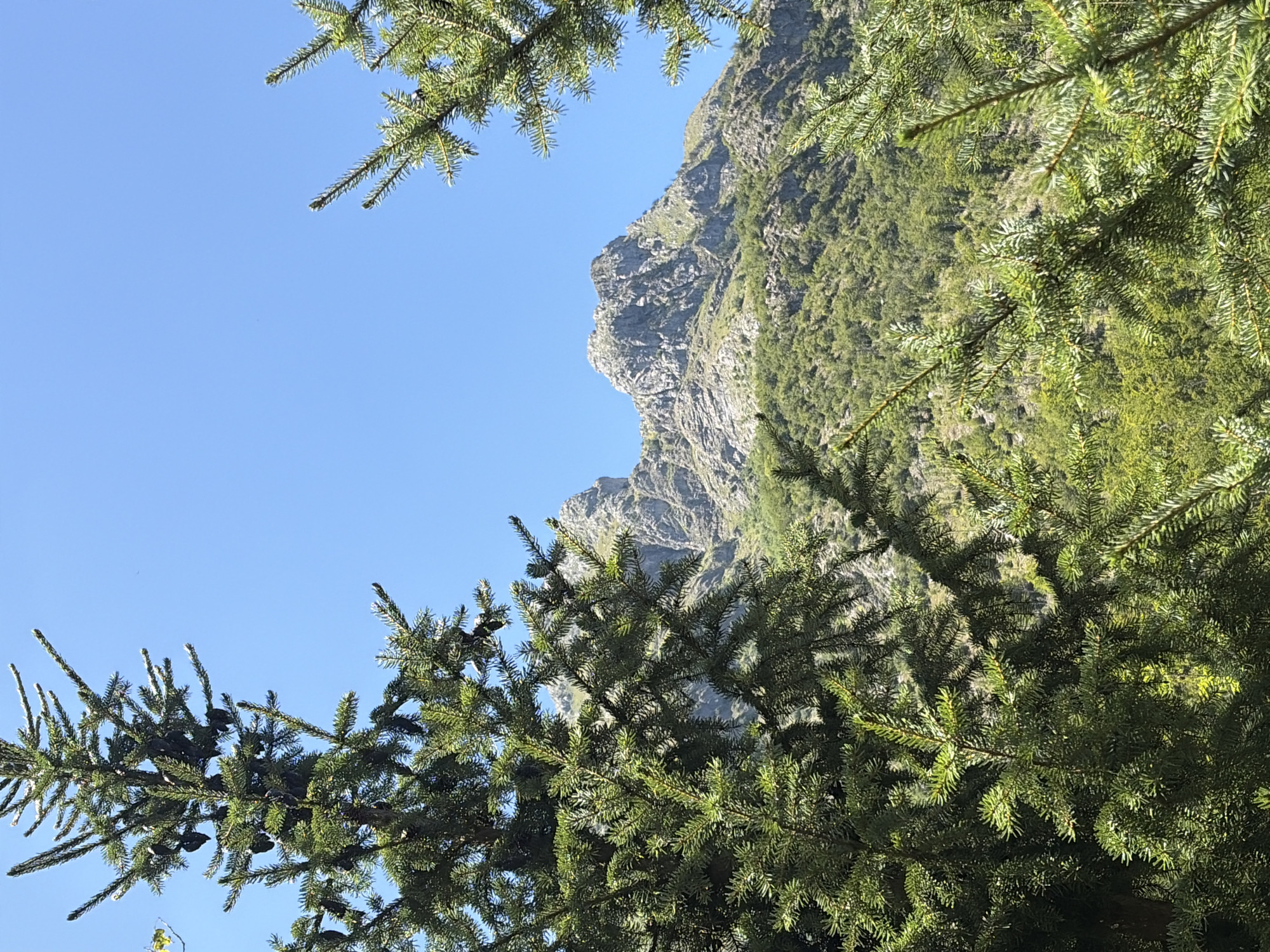 The image depicts a mountainous landscape under a clear blue sky. In the foreground, the branches of a pine tree with cones frame the view. The middle ground is covered with lush green vegetation, suggesting a forest or dense scrub. Dominating the background are rugged, rocky mountain peaks, indicative of a rugged alpine environment. The location is identified as Vusanje, Montenegro. There are no people or animals visible in the scene. The overall impression is of a natural, scenic vista in a mountainous region.