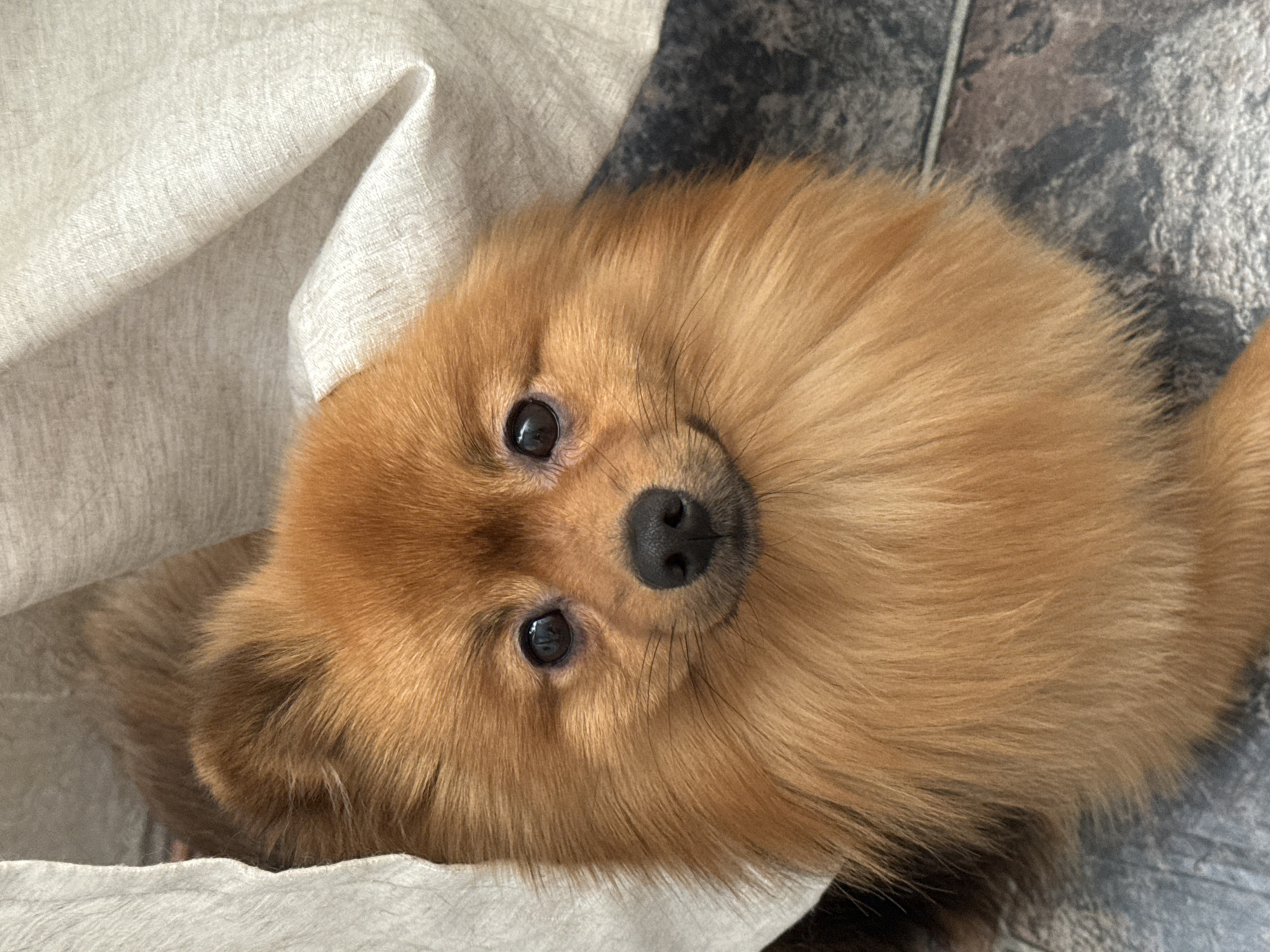 A small, domestic canine, consistent with the Pomeranian breed, is depicted centrally, facing the viewer directly. The animal exhibits a dense, reddish-brown fur coat, a black nose, and dark, round eyes that appear to establish direct eye contact. The mouth forms a slight upward curve. A light-colored, textured textile, appearing off-white or light beige with a prominent weave, partially obscures the dog's left side and drapes across the upper right section of the frame. The lower portion of the image reveals dark-toned flooring, consistent with textured tiles or stone, displaying variations in grey and black. There are no discernible visual elements within the image that corroborate a location in the city of Khimki, Russia.