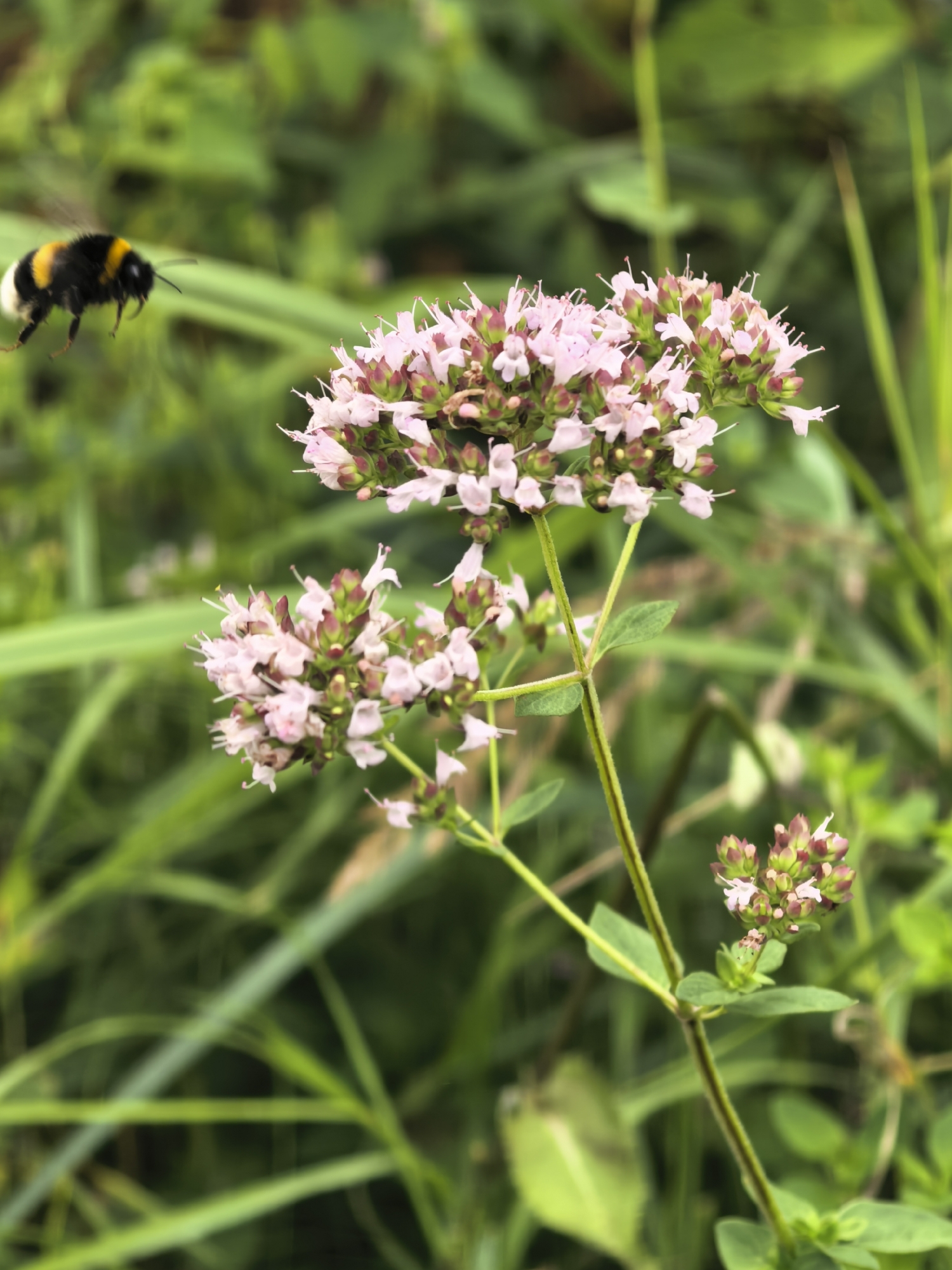 A bumblebee is captured mid-flight, its yellow and black stripes distinct, as it approaches a cluster of small, light pink flowers with darker pink buds. The flowers are arranged in dense clusters on thin, green stems. The background is a blur of green foliage, suggesting a natural outdoor setting. The image appears to have been taken in Sergeevo, Russia.