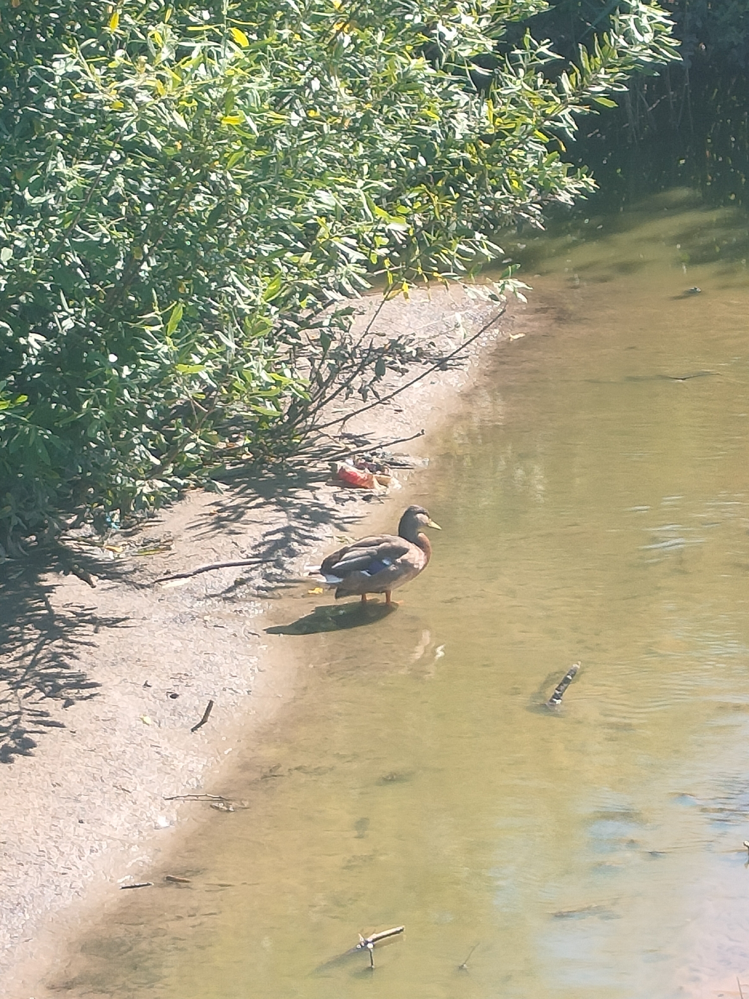 A duck stands on the muddy bank of a body of water. Lush green foliage overhangs the bank from the left side of the frame. The water is murky and shallow, with several sticks and debris visible beneath the surface. The duck is facing right, with its body partially submerged in the water. Its feathers are a mixture of brown, grey, and black, with a distinct blue patch on its wing. The ground is a mixture of sand and mud, with shadows cast by the foliage indicating it is a sunny day. There is some litter visible on the bank, including a red plastic item. The scene appears to be a natural environment within a city, possibly a park or a less developed waterfront area. It is not possible to determine the specific location within Moscow, Russia, based solely on this image.