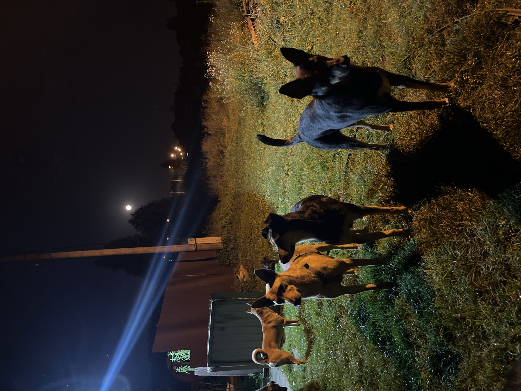 This is a nighttime photograph of a group of dogs in an outdoor setting. The scene appears to be a yard or an open field, with grass and some wild vegetation. In the background, there is a wooden fence, a metal structure, and a utility pole. The sky is dark, with a visible full moon and some distant lights that suggest the presence of a settlement or town. The lighting in the image is artificial, with bright beams of light casting shadows. There are four dogs clearly visible in the foreground and midground, all appearing to be mixed breeds of medium size. One dog, a tan and white mix, stands facing left with its tail curled. Two other dogs, one with tan and black markings and the other with mostly black fur, are positioned in the center of the frame, looking towards the viewer. A fourth dog, entirely black, stands in the right foreground, also facing the camera. The ground is covered in grass, which appears damp, possibly from dew or recent rain. The overall impression is one of a rural or semi-rural environment at night, with stray or domestic dogs present. There are no people visible in the image. The location is specified as Nizhny Tagil, Russia.