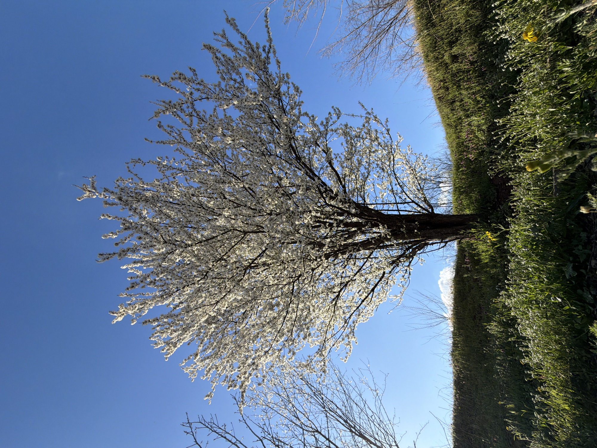 The image depicts a tree in full bloom with white flowers against a clear blue sky. The tree is positioned to the left of the frame, with its branches extending towards the center. To the right, there is a green hedge or wall of vegetation. The picture might have been taken in a park or garden. The location in the city of Pleven, Bulgaria, is not verifiable from the image.