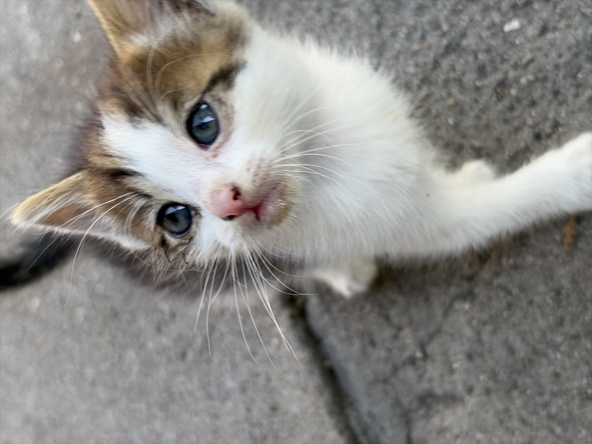 A close-up, slightly blurred, high-angle shot depicts a small kitten on a concrete surface of interlocking pavers. The kitten, primarily white with patches of brown on its head and around its ears, has large, blue eyes and a pink nose. Its gaze is directed upward, toward the camera. The kitten's whiskers are long and white, fanning out from its face. A portion of its dark-colored tail is visible on the left edge of the frame. The concrete pavers beneath the kitten are light gray, showing some texture and minor surface imperfections.
