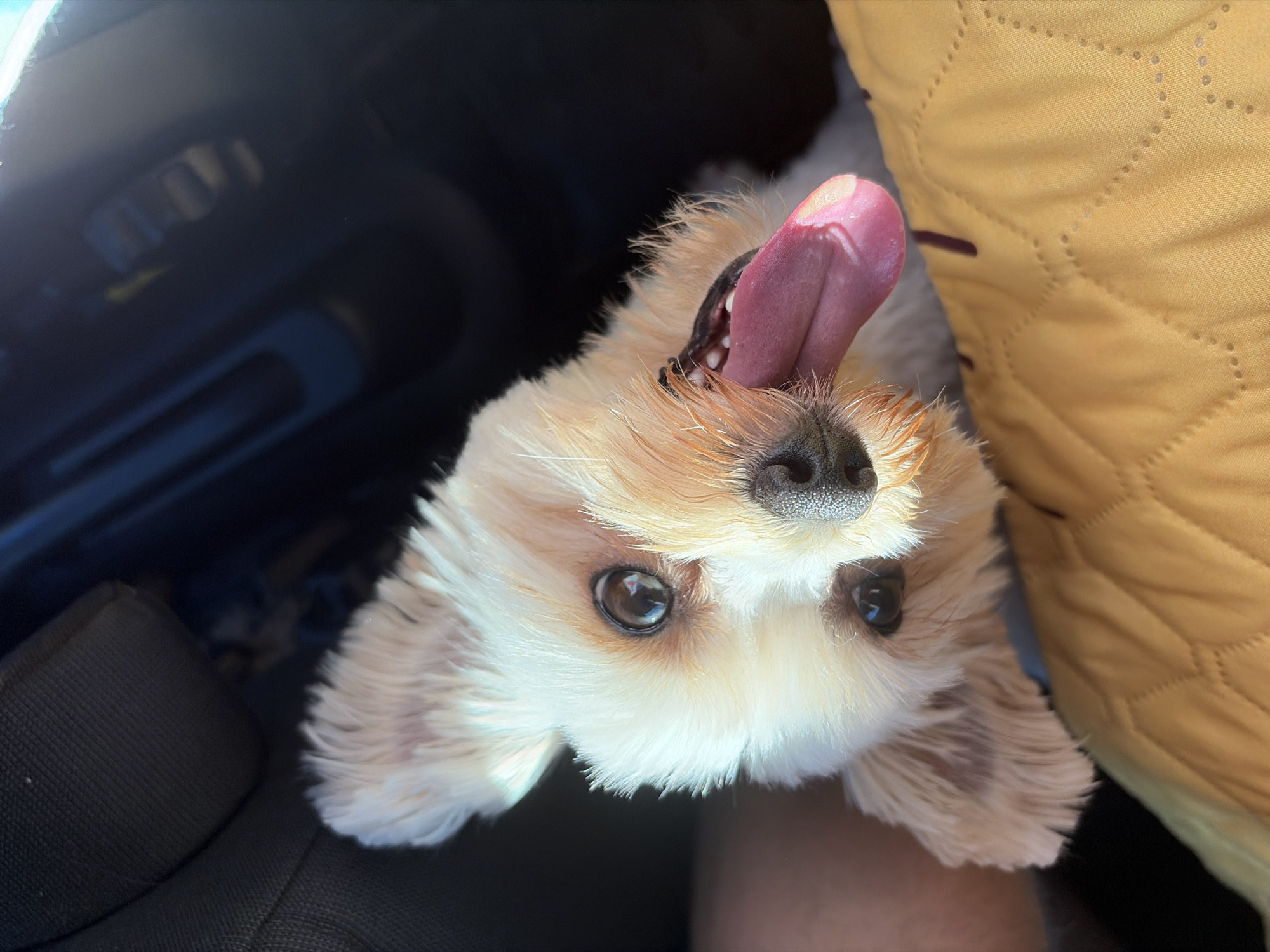 A close-up, slightly angled shot shows a small, light-colored dog with its tongue hanging out. The dog has dark eyes and a dark nose, with shaggy fur around its face and ears. It appears to be sitting on a yellow, quilted surface, possibly a car seat cover. The background is dark and out of focus, suggesting an indoor environment or a vehicle interior, potentially in the Settlement of sanatorium "Podmoskovye", Russia.