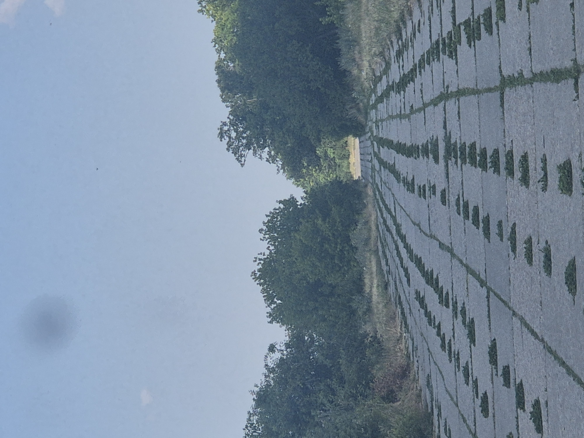 The image shows a perspective view of a paved road leading into a tunnel of trees. The road is made of large, square concrete slabs, with small patches of grass growing in the gaps between them, creating a pattern. The road appears to be in a rural or semi-rural setting, with vegetation on either side and a clear sky overhead. The overall impression is one of an abandoned or disused pathway. The location is identified as Pidhaitsi, Ukraine.