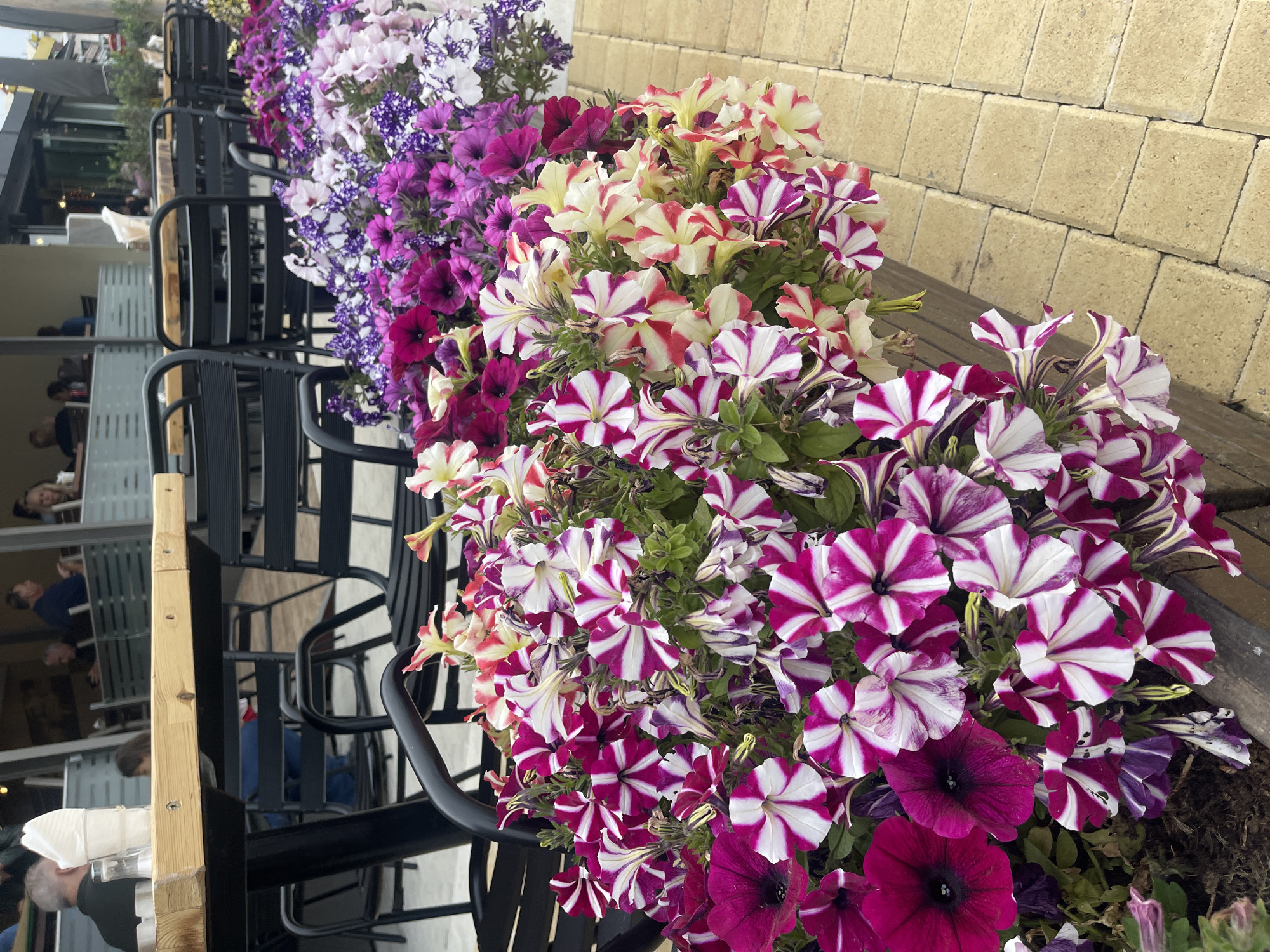 The scene depicts a row of flowering petunias in planters along a sidewalk, possibly in Nea Makri Municipal Unit, Greece. The petunias are in full bloom with a variety of colors including purple, pink, white, and striped varieties. The planters are located next to a row of black chairs and tables, suggesting an outdoor seating area for a restaurant or cafe. People are visible sitting at the tables in the background, blurred and indistinct. The sidewalk is paved with rectangular light-colored stones. The overall impression is of a vibrant and inviting outdoor space.