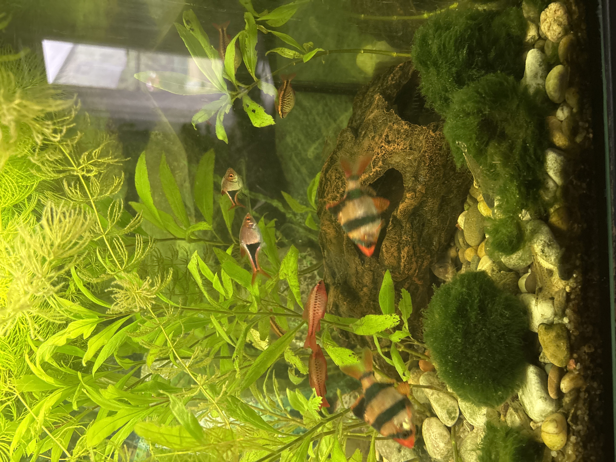 The image shows an aquarium with several fish, aquatic plants, and decorative elements. There are at least five distinct fish visible: two with black and orange stripes, one with a red body and dark stripes, and two smaller, silvery fish. The aquarium contains various green plants, some appearing feathery and others with broader leaves. A dark, rocky decoration with an opening is present, as are spherical clumps of moss and various colored pebbles and stones on the substrate. The lighting is bright, casting a yellow-green hue over the scene, and reflections are visible on the glass. The image's metadata does not contain any information about its location in Westerburg, Germany.