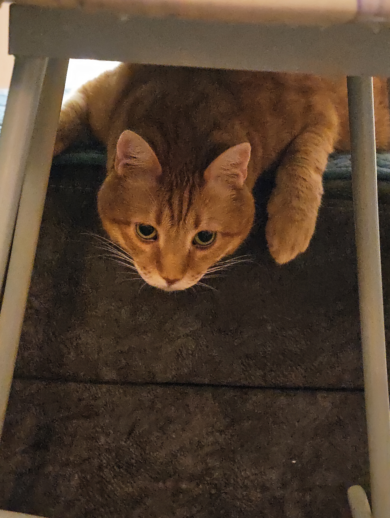 The image shows an orange tabby cat with green eyes looking down from a raised surface, possibly a piece of furniture or a shelf. The cat's paws are visible, with one extended forward. The background is dark and textured, suggesting a carpeted or upholstered surface. The scene is indoors, and there is no visible indication of the city of Petah Tikva, Israel.