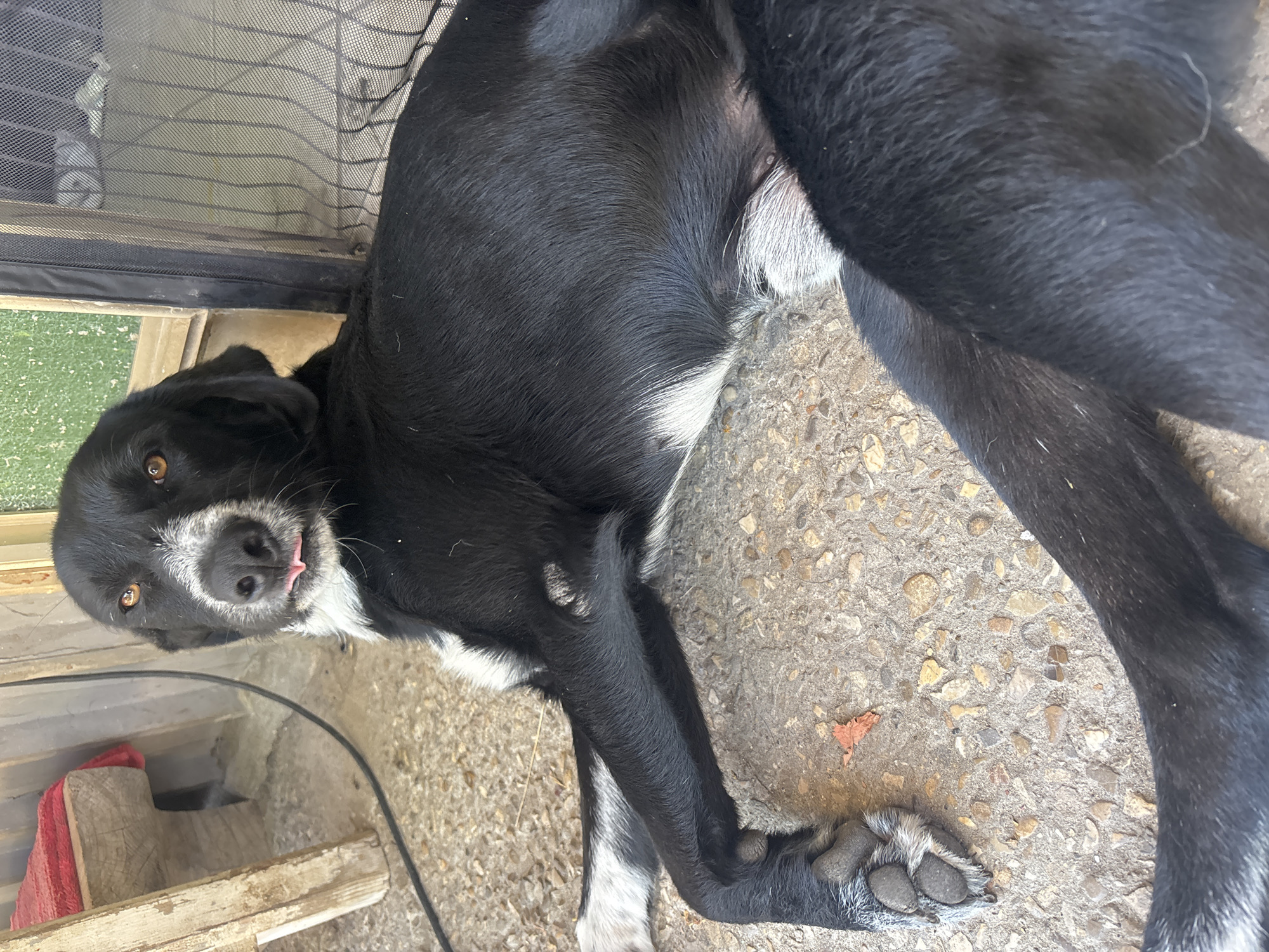 The image shows a black and white dog lying on a gravel surface outdoors. The dog is facing the camera with its tongue slightly sticking out. In the background, there is a wooden structure with a red cloth on it, and a screened window. The setting appears to be a residential outdoor area, possibly a patio or backyard, in Campomarino, Italy.