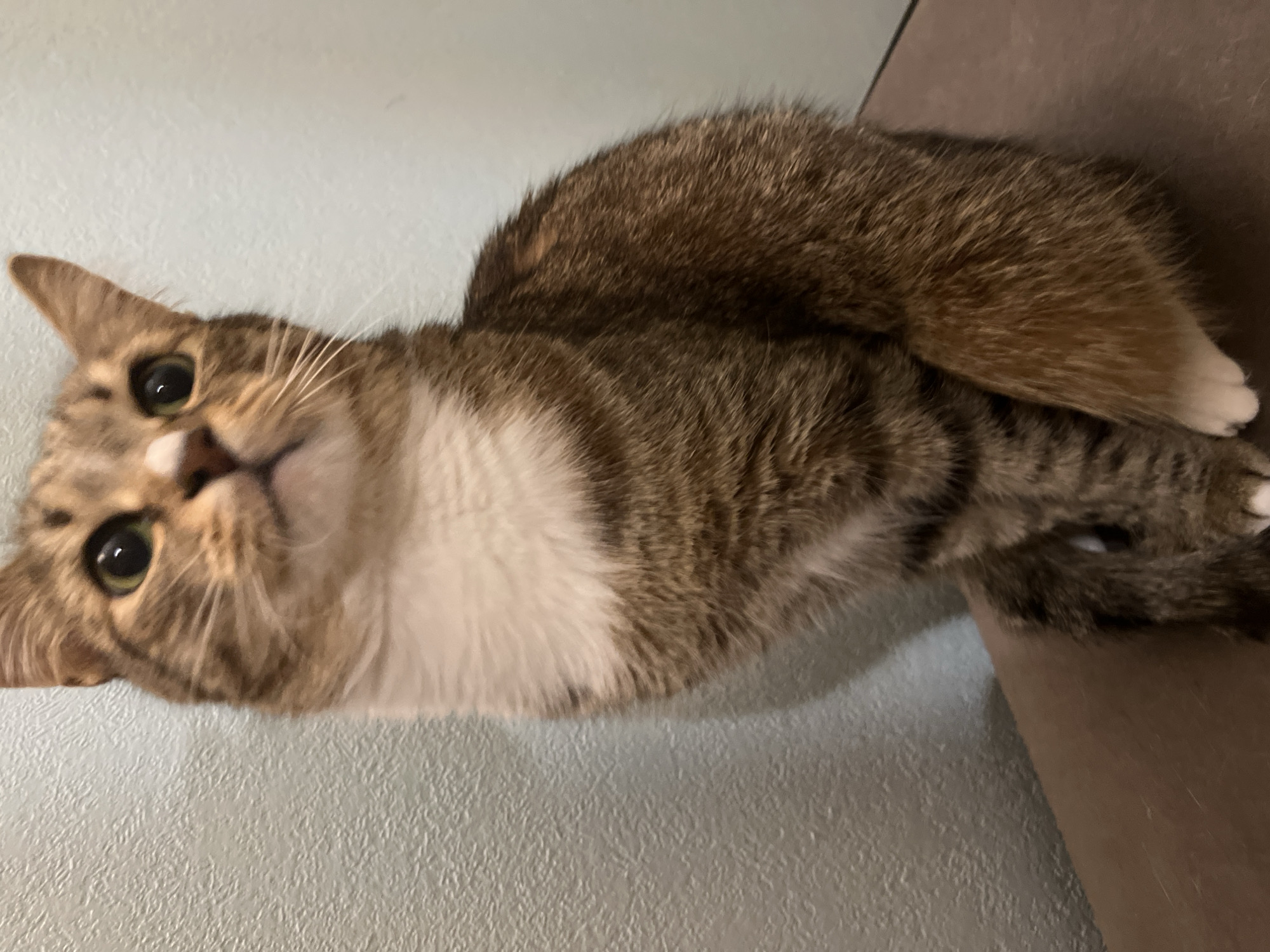 The image shows a cat lying down. The cat is a tabby with a white chest and paws. The background is a light blue wall on the left and a brown wall on the right. The cat's face is visible and it is looking up at the camera. There is no information in the image to suggest that it was taken in Izhevsk, Russia.