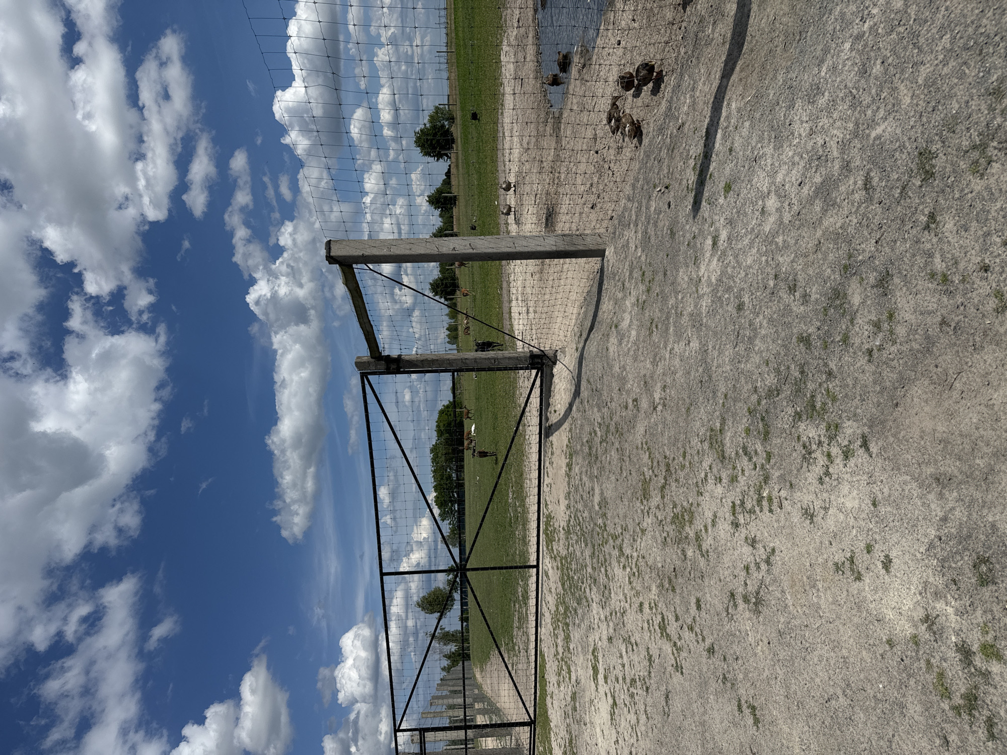 The image shows an outdoor scene with a large metal gate in the foreground, leading into a fenced grassy field. The sky above is blue with scattered white clouds. In the field, several animals, likely deer, are visible grazing. Closer to the foreground, near a small body of water, several ducks are present. The ground in front of the gate is a dirt path with sparse vegetation. The scene appears to be a rural or semi-rural area, possibly a farm or wildlife enclosure. There is no indication of this location being in Kostiantynivka, Ukraine.